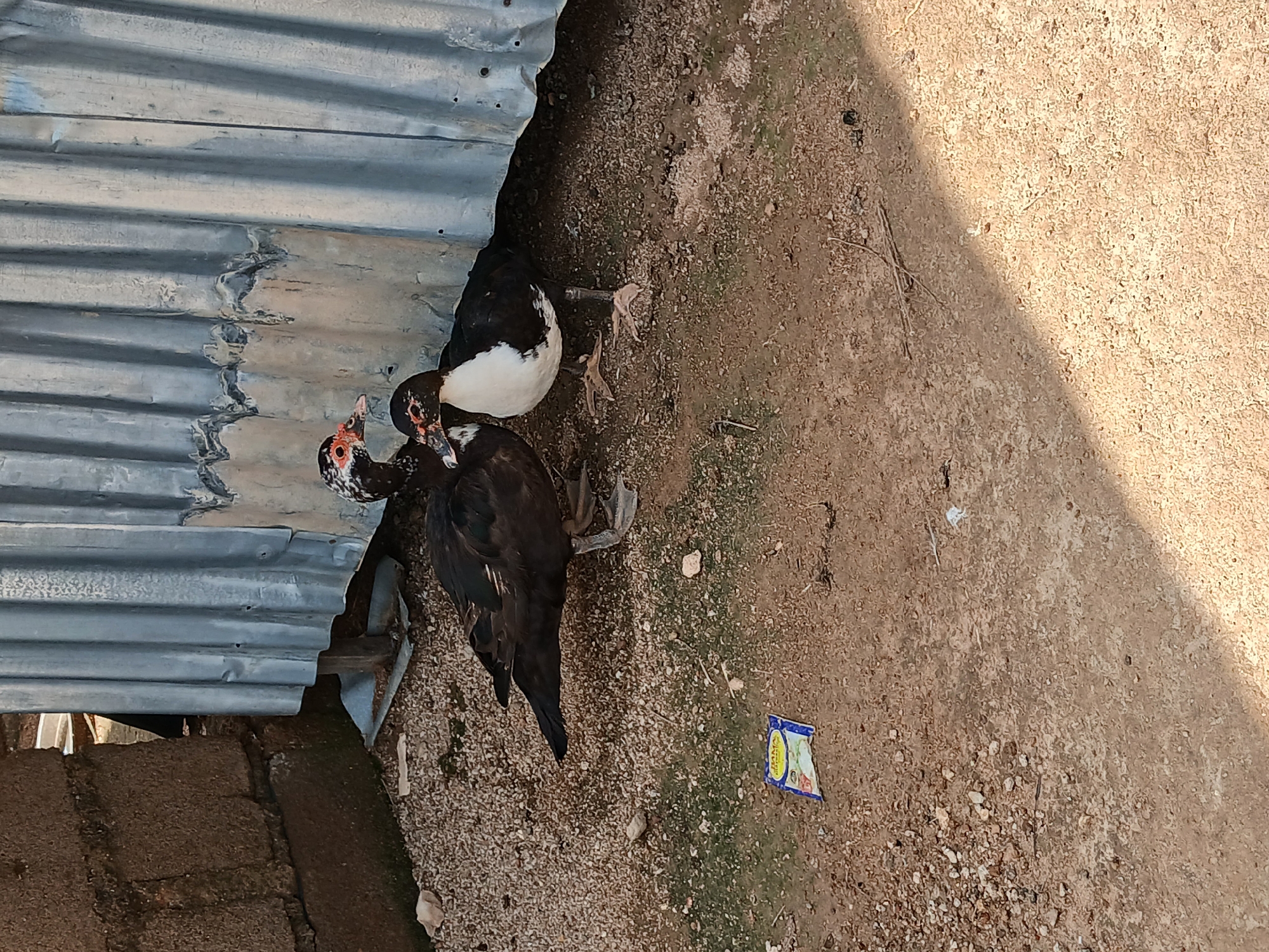 Two Muscovy ducks are positioned on a gravelly and sandy ground. The duck on the left is predominantly black with red facial caruncles, while the duck on the right is black and white, also exhibiting red caruncles around its eyes and beak. They are situated near a corrugated metal wall and a brown brick wall. A small, colorful packet lies on the ground in front of the ducks. The overall environment appears to be an outdoor area, likely in a residential or agricultural setting within Katon Rikkos, Nigeria.
