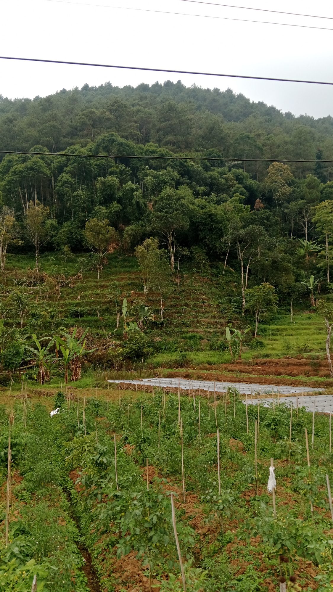 The image depicts a rural agricultural landscape on a hillside in Gunungsari, Indonesia. In the foreground, rows of young plants, likely vegetables such as tomatoes given the visible stakes supporting them, are cultivated in reddish-brown soil. Some of these plants have small green fruits. The plants are spaced out and appear to be in their early to mid-growth stages.
Further up the slope, terraced fields are visible, covered with green vegetation and interspersed with scattered trees and larger plants, possibly banana trees. The terraces are defined by low, earthen walls. The hillside is densely covered with a mix of trees, including taller, slender trees and broader-leafed varieties, creating a lush green appearance.
In the middle ground, a section of land is covered with what appears to be white plastic sheeting, likely used for agricultural purposes such as mulching or protecting seedlings. This area is bordered by wooden stakes.
The background is dominated by a steep hillside covered in a dense forest of evergreen trees. The forest canopy is thick and extends to the top of the image, with the uppermost edge of the hill meeting a hazy, overcast sky. The overall scene conveys a sense of agricultural activity integrated within a natural, forested environment. No people are visible in the image. The lighting suggests an overcast day.