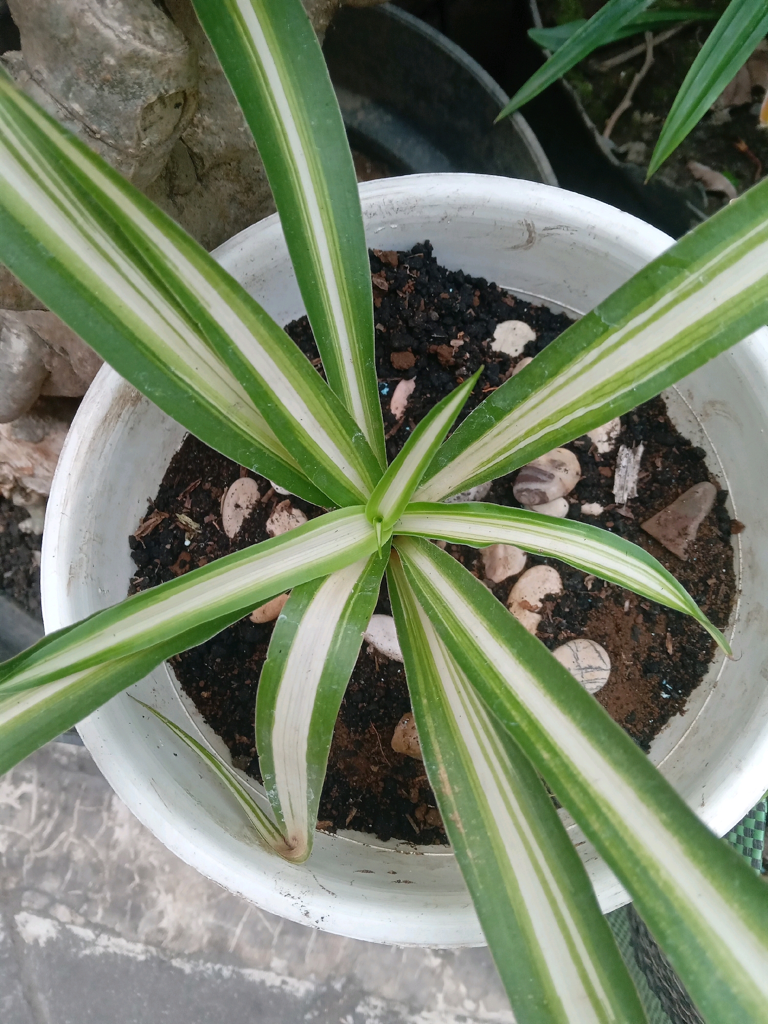 The image shows a close-up, overhead view of a variegated spider plant (Chlorophytum comosum 'Variegatum') in a white plastic pot. The plant has long, arching leaves with green margins and creamy white stripes down the center. The soil in the pot is dark and appears to contain small stones or pebbles. The pot is placed on a gray, textured surface, possibly concrete or stone. In the background, out of focus, are other plants and a large gray rock. The lighting suggests it is daytime, likely outdoors. The scene appears to be in a garden or outdoor plant area in Yogyakarta, Indonesia, judging by the surrounding flora and the typical gardening style seen in the region. There are no people or animals visible.