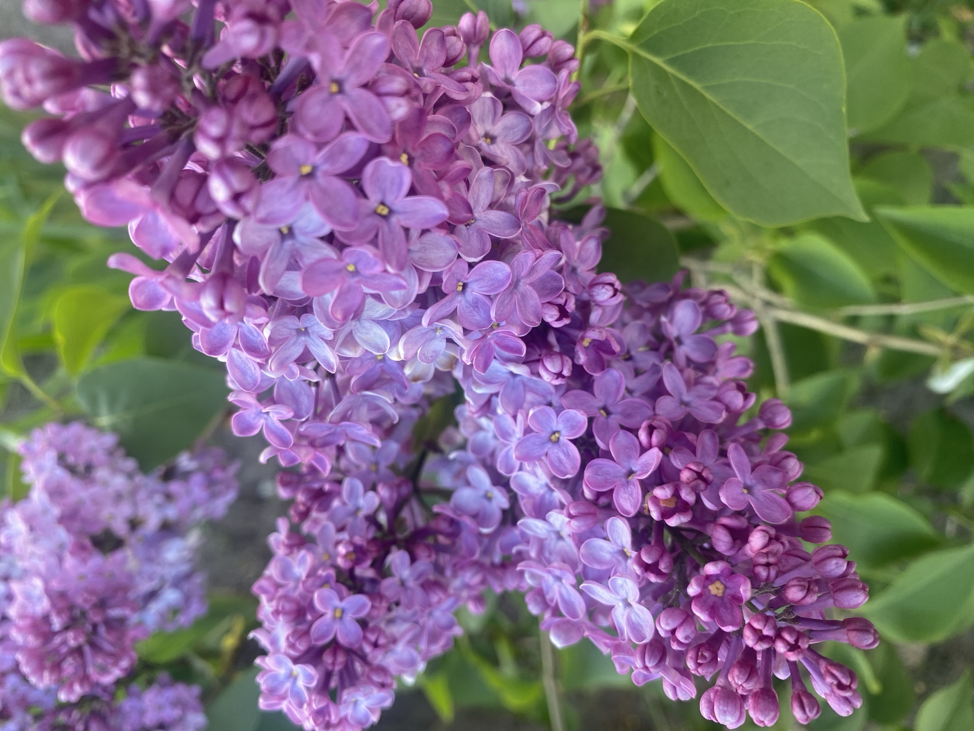 The image shows a close-up of blooming lilac branches. The lilac flowers are predominantly purple, with some variations in shade, including lighter lavender tones. The flowers are densely packed in clusters, with visible buds interspersed among the open blossoms. Green leaves are visible, positioned mainly towards the upper right and background, indicating the presence of the lilac shrub or tree. The scene appears to be outdoors during daylight. There is no specific evidence to suggest the location is in the city of Dnipro, Ukraine.