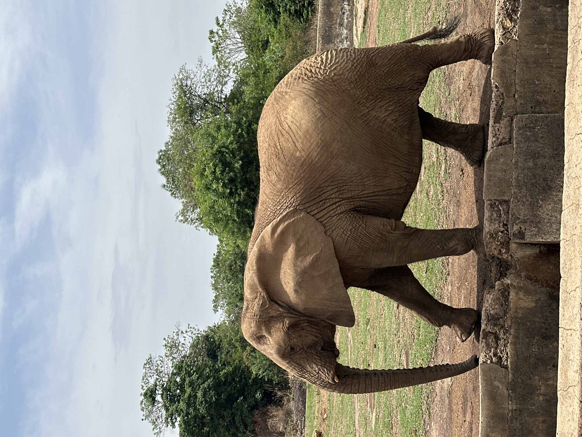 An African elephant stands in an outdoor enclosure in Jos, Nigeria, captured during bright daytime under a partly cloudy sky. The large mammal, with its distinctive brown-grey, wrinkled skin and prominent ears, is positioned alongside a rugged concrete barrier. Its long, muscular trunk extends downwards, and one of its front feet is slightly elevated on the concrete structure, suggesting a moment of rest or observation. The ground beneath the elephant is a combination of dry, earthy patches and sparse green grass. In the background, a dense array of green trees creates a lush natural backdrop, typical of a tropical or sub-tropical environment. The scene depicts a serene moment within what appears to be a zoo or wildlife park setting. There are no people visible, and no text can be discerned in the image. The elephant's expression appears neutral, showing no overt emotions.