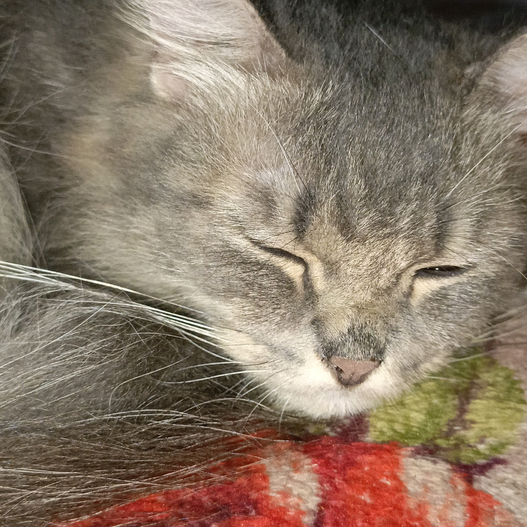 A close-up, low-angle shot captures a gray tabby cat sleeping on a colorful blanket. The cat's eyes are closed, and its face is tilted slightly upwards. The blanket features a pattern of red, white, and green abstract shapes. The image is dimly lit, with the cat's fur appearing soft and slightly messy. No specific location within the City of Medan, Indonesia, can be determined from the image.