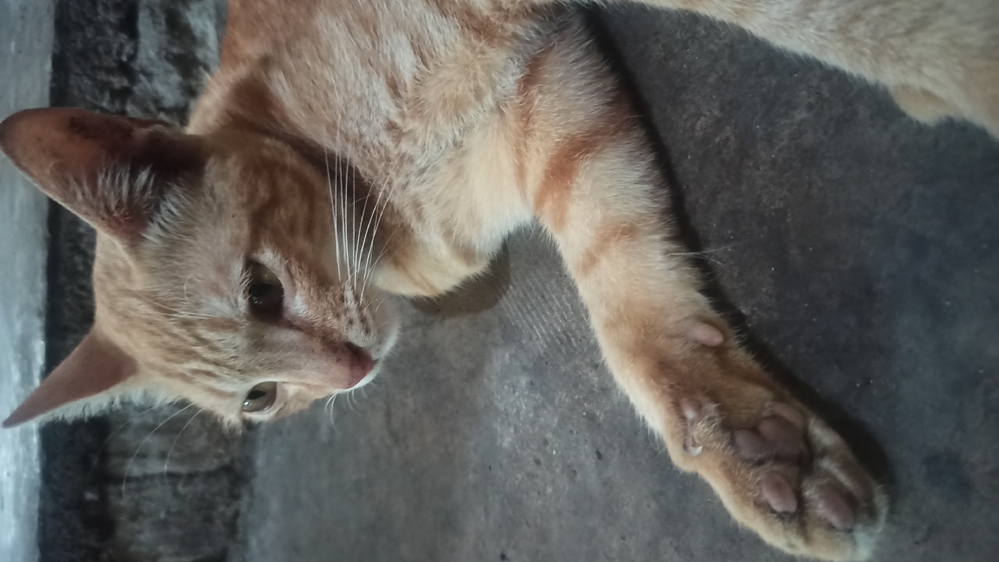 An orange tabby cat is lying down on a grey concrete surface. The cat's fur is a light orange with darker orange stripes. Its eyes are open and looking to the left of the frame. Its front paw is extended and visible, showing its paw pads. In the background, there is a wall constructed of dark bricks. This scene is likely taking place outdoors, potentially in a residential area in Tuba, Indonesia, given the typical construction and surfaces found there.