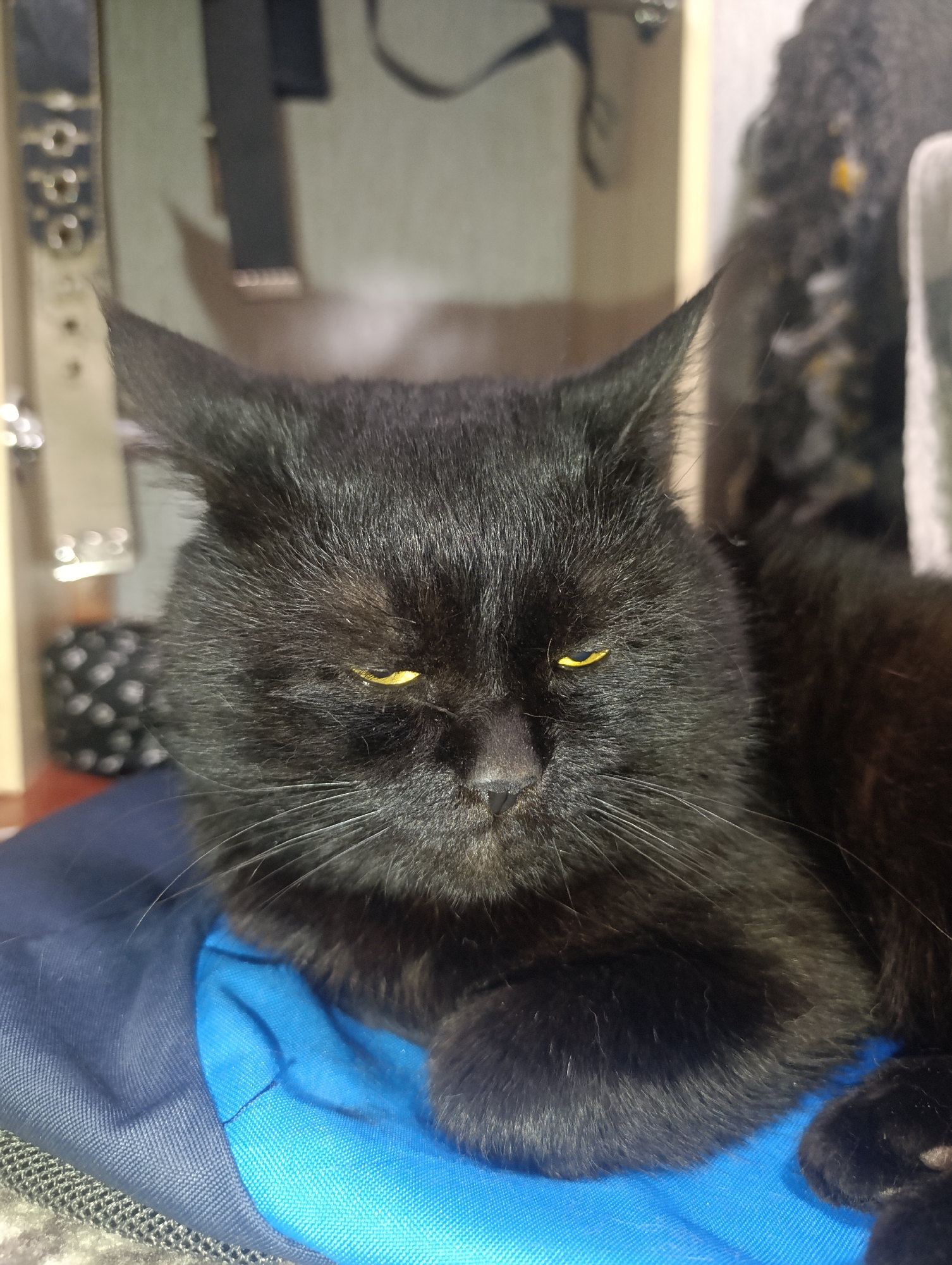 A black cat with yellow eyes is lying on a blue fabric surface. The cat is facing forward, with its head slightly tilted. The background is blurred but appears to be an indoor setting with some objects on shelves. The image is taken in Zlatopil, Ukraine.