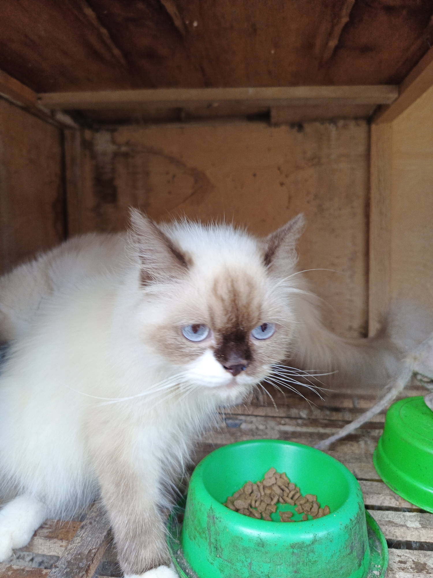 A white, long-haired cat with brown markings around its face and bright blue eyes sits inside a wooden structure, possibly a shelter or enclosure. The cat is positioned near two green bowls, one containing dry cat food. The wooden structure has a raw, unfinished appearance. The location is Lhokseumawe, Indonesia. The cat is the primary subject of the scene, and the bowls and wooden structure are secondary objects.