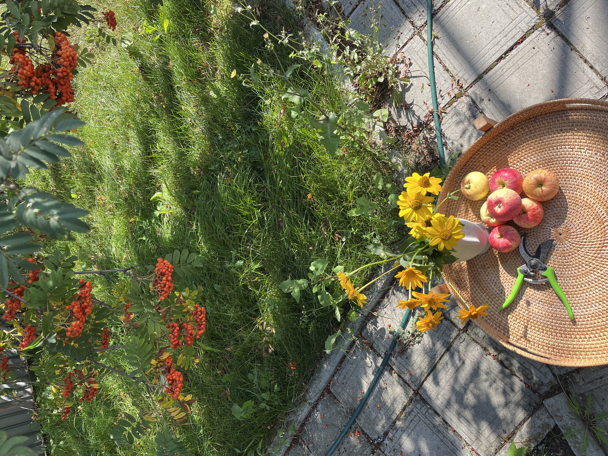 In an outdoor setting, a woven tray sits on the ground, laden with several red and yellow apples and a pair of green pruning shears. A white vase holds a bouquet of yellow flowers, also on the tray. The tray is positioned on a paved area adjacent to a patch of green grass. Overhead, branches of a tree bearing clusters of small, red berries overhang the scene. The ground is a mix of paving stones and grass, with scattered red berries visible on the paving stones. A green garden hose lies on the paving stones. The lighting suggests it is daytime, with dappled sunlight casting shadows on the ground.