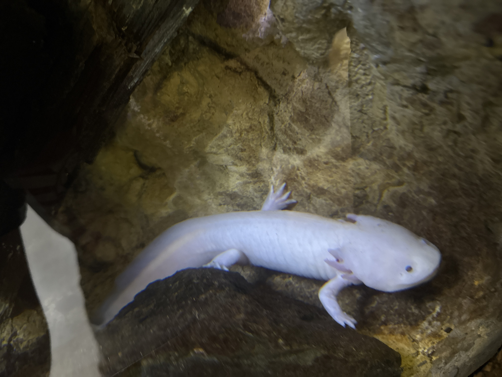 The image shows a pale, pinkish-white axolotl resting on a dark rock in an aquarium. The axolotl has feathery external gills on its head. The background consists of textured, brownish rocks and some darker, shadowy areas. The scene appears to be an indoor exhibit, likely in a zoo or aquarium. There is no indication of the city of Fuengirola, Spain in the image.