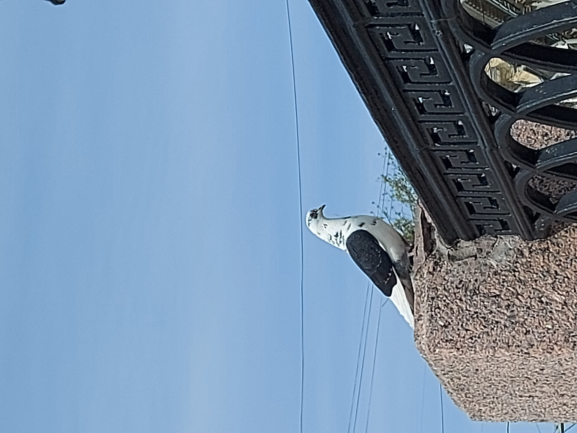 A pigeon, white with a black patch on its wing, perches on a rough, gray stone structure that supports a black wrought iron railing. The pigeon faces upwards towards a clear, blue sky. Thin electrical wires cross the sky. The setting appears to be in Saint Petersburg, Russia, based on the architectural style of the railing and stone work.