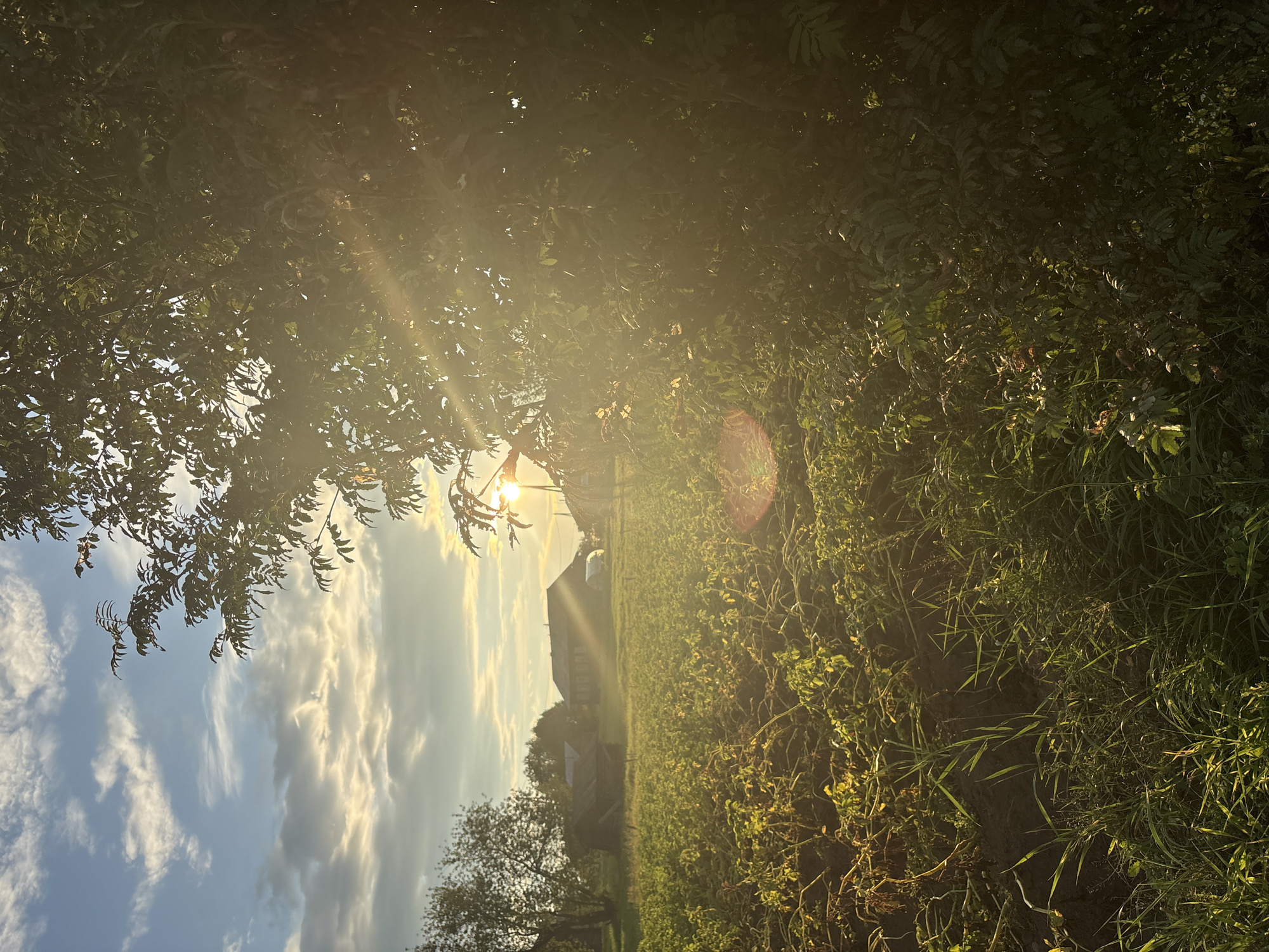 A vertical, eye-level, outdoor shot depicts a rural landscape bathed in the warm, golden light of sunset or sunrise. In the foreground, tall green grass and foliage dominate the right side of the frame, with the sun's rays piercing through the dense leaves, creating a lens flare and a hazy glow. To the left, a field of crops, possibly potatoes given the withered stems and leafy tops, stretches into the middle ground. The soil appears dark and tilled.
In the background, a few houses and outbuildings are visible. One larger, wooden house with a dark roof and visible windows stands prominently. To its left, a smaller, dilapidated wooden shed with a sloped roof is present. A greenhouse or covered structure with a translucent roof is also visible behind the larger house. A line of trees borders the field and houses, with some appearing bare of leaves and others still partially foliated. The sky above is a blend of pale blue and soft, wispy clouds, illuminated by the sun, which is partially obscured by the foliage on the right. The overall scene suggests a peaceful, agrarian setting in a rural area. The image was likely taken in or around the village of Bolshie Lug, Russia, given the architectural style and the natural environment depicted.
