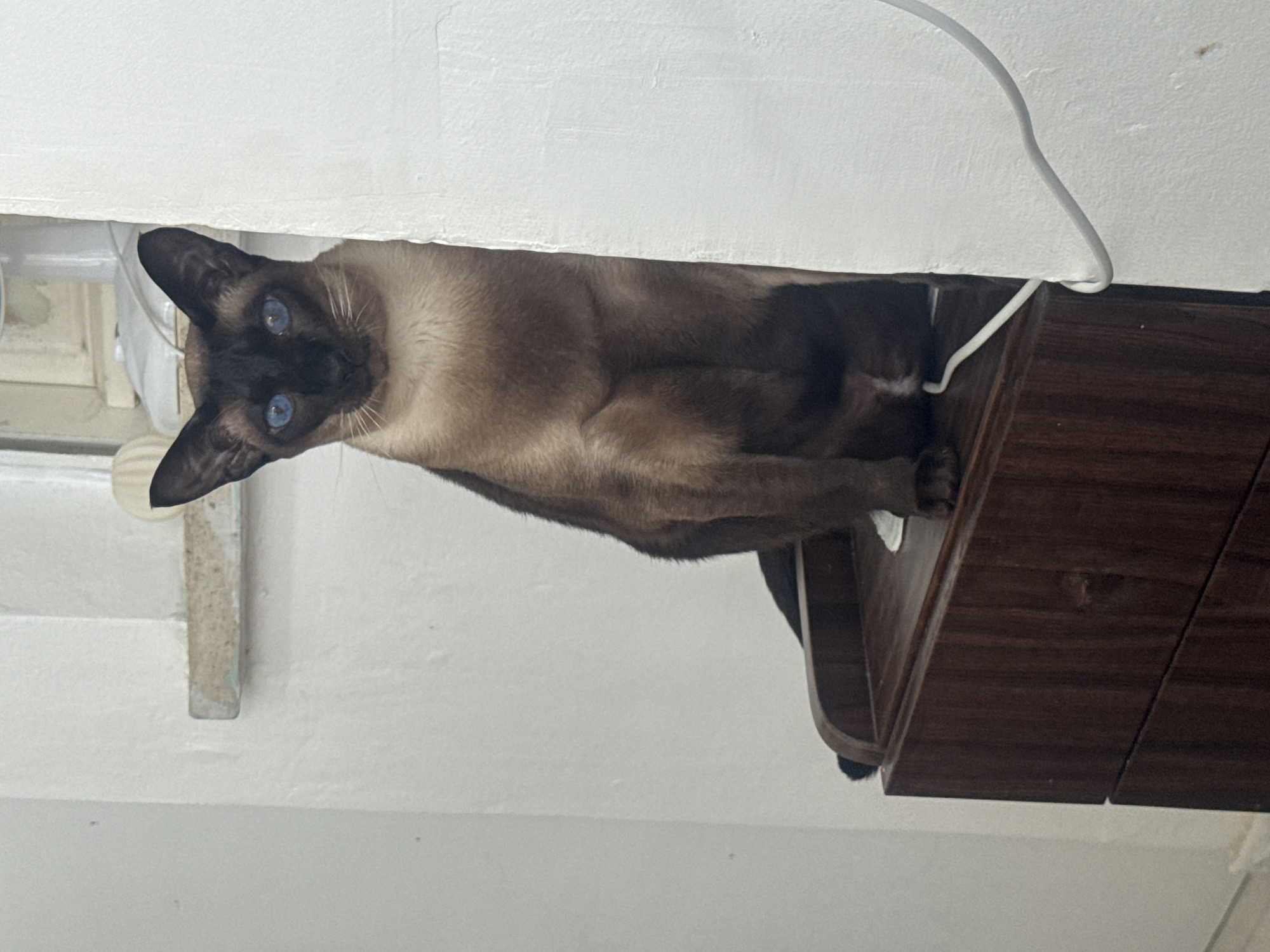 A Siamese cat with bright blue eyes lies in a partially obscured space between a white shelf or overhang and a dark wooden surface. The scene appears to be indoors. The location is Ramat Gan, Israel.