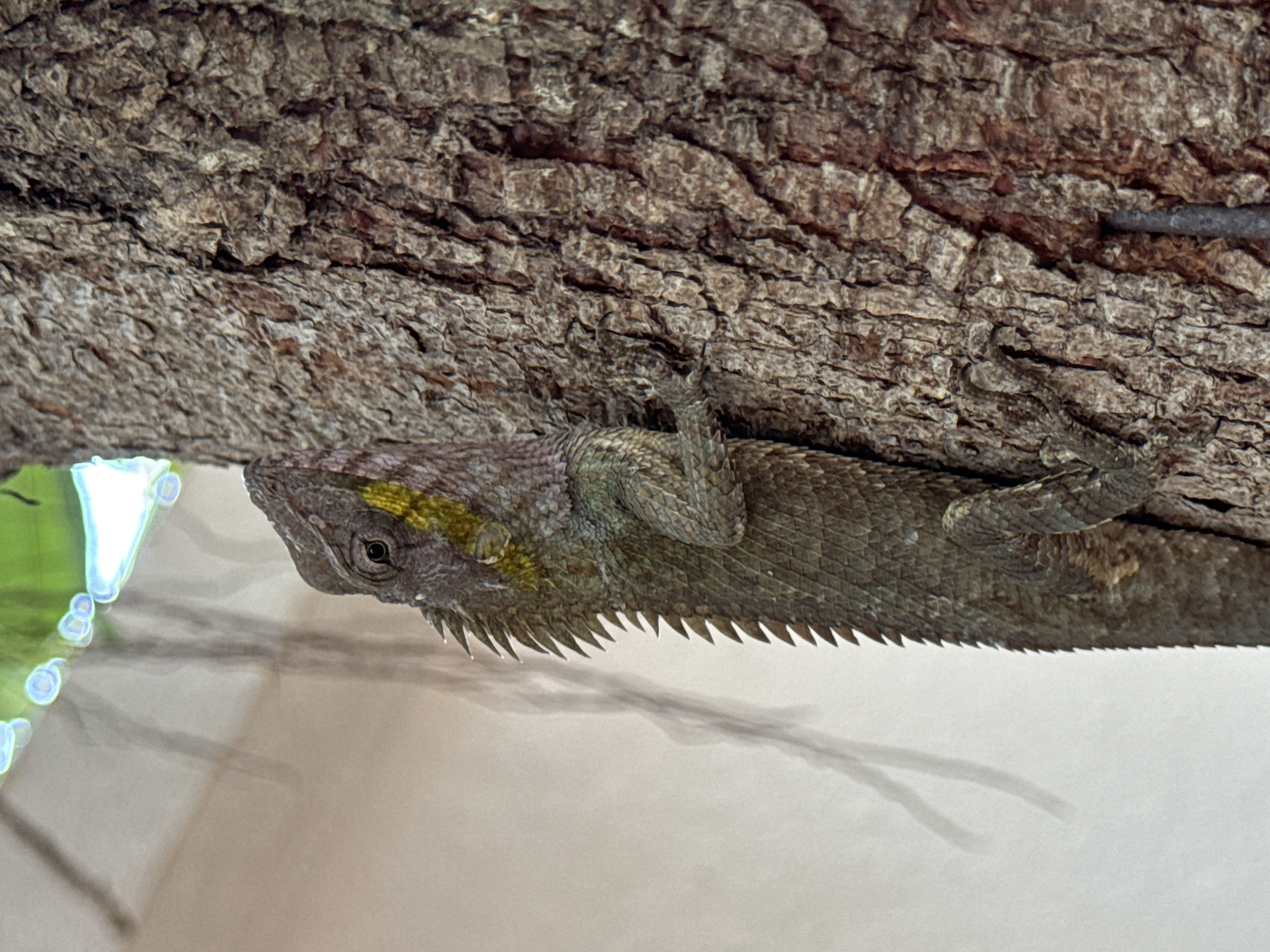 A lizard clings to a tree trunk, likely in Mũi Né, Vietnam. The lizard is a greenish-grey color, blending in with the bark. It has a row of spines along its back. The background is out of focus, but appears to be a light-colored wall or surface.