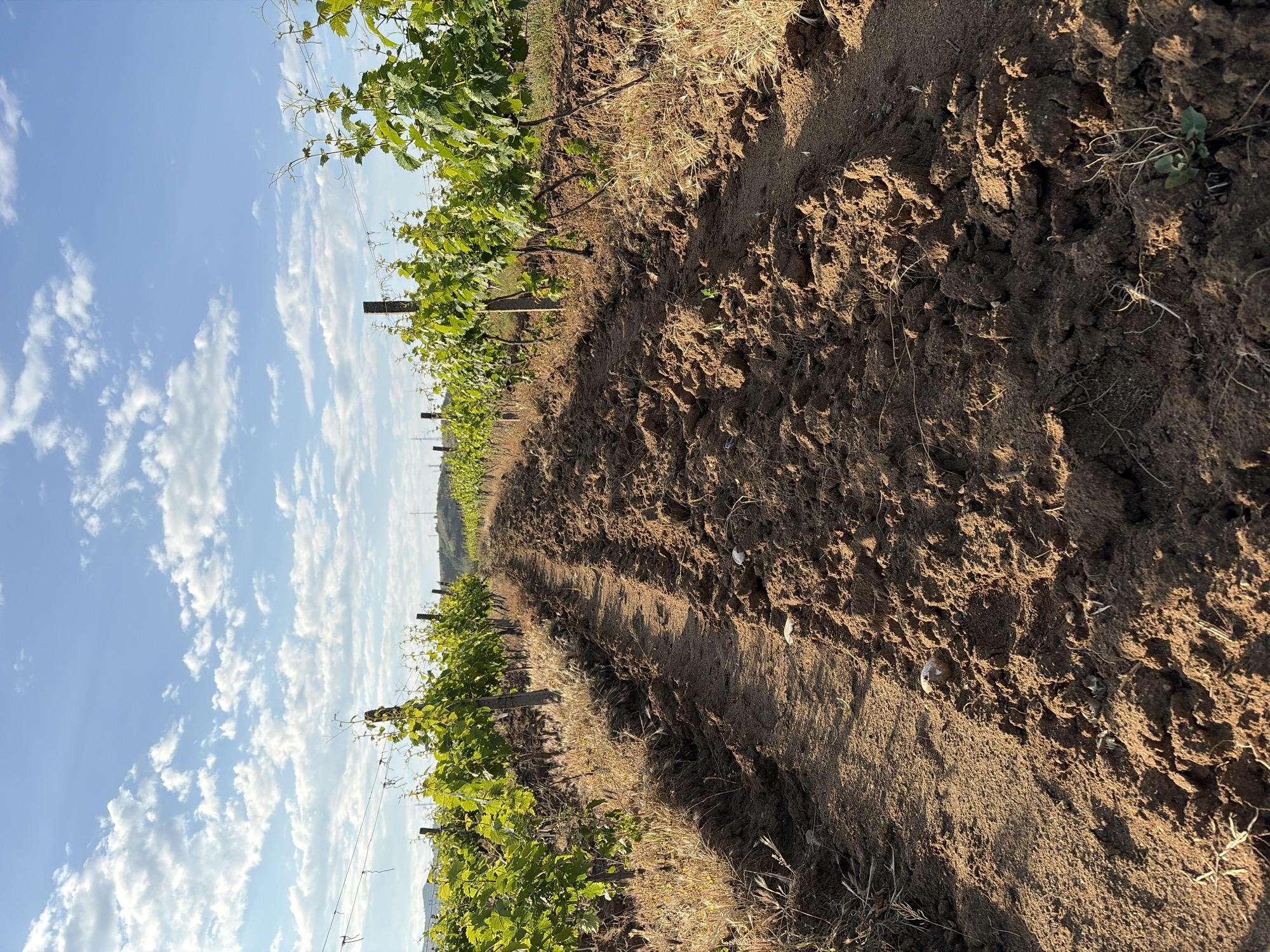 The image shows a vineyard located in an unknown location. Grape vines with green leaves are planted in rows along a dirt path. Wooden posts support the vines. The soil in the path appears to be dry and clumpy. The sky is blue with scattered white clouds.