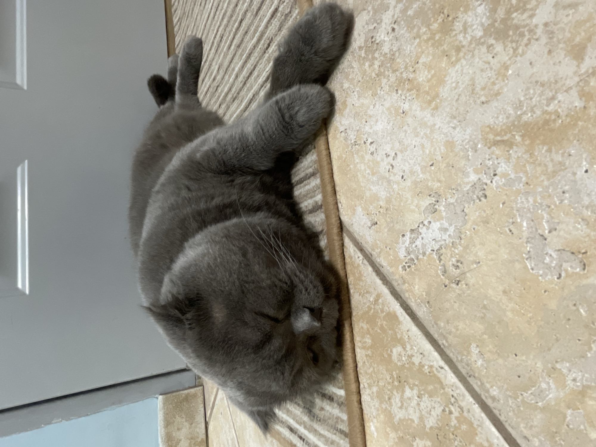 A gray Scottish Fold cat is sleeping on a beige tile floor. The cat is lying on its side near a light brown rug and a white door. The location is in an unknown city.