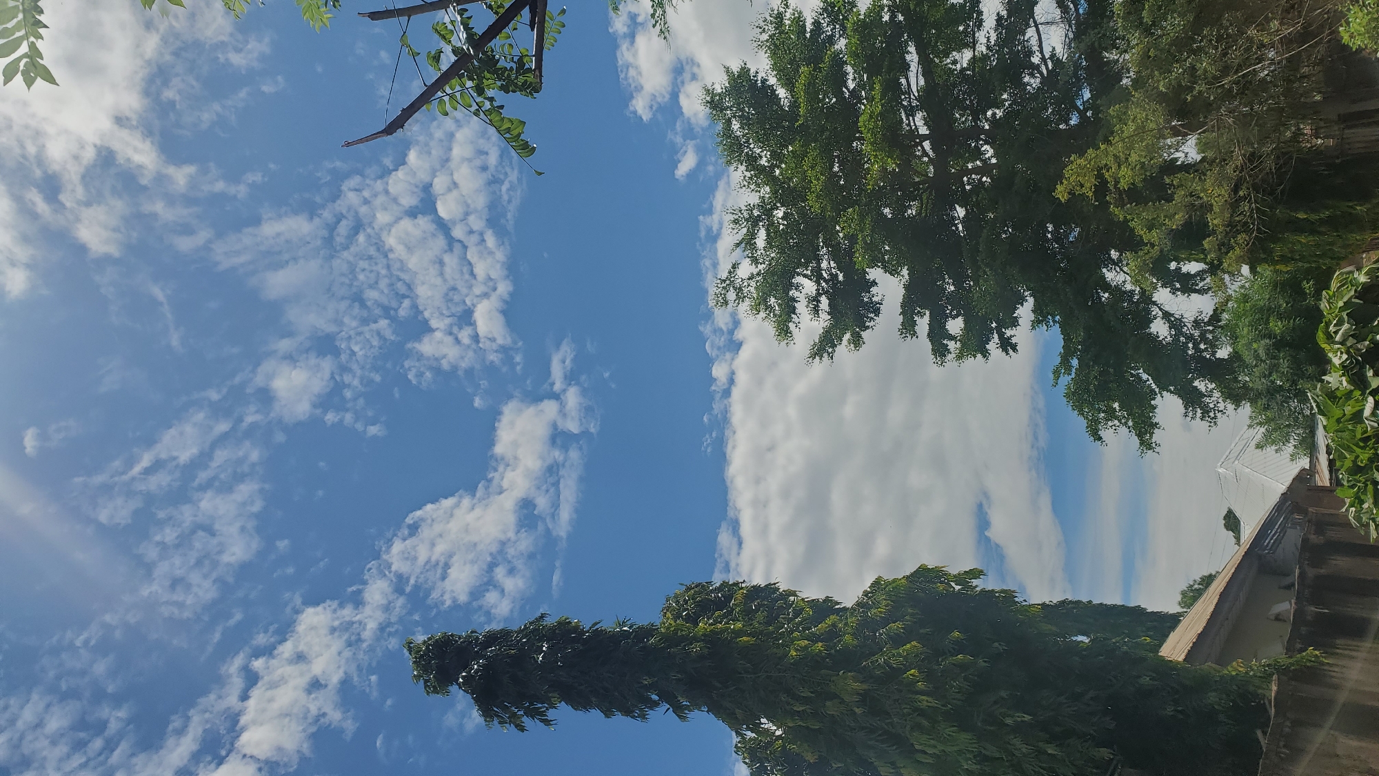 The image depicts a bright, sunny day with a blue sky scattered with white, wispy clouds. Two prominent trees are visible in the foreground. On the left, a tall, slender evergreen tree stands out, its dark green foliage reaching towards the sky. To the right, a larger, more mature tree with a broader canopy of green leaves dominates the scene. In the lower part of the image, the roofs of several buildings are partially visible, suggesting a residential or urban setting. A concrete wall runs along the bottom left, with glimpses of greenery and vegetation. The overall impression is of an outdoor scene in a location that receives ample sunlight. This scene is consistent with the environment found in Jalingo, Nigeria, a city known for its tropical climate and abundant sunshine.