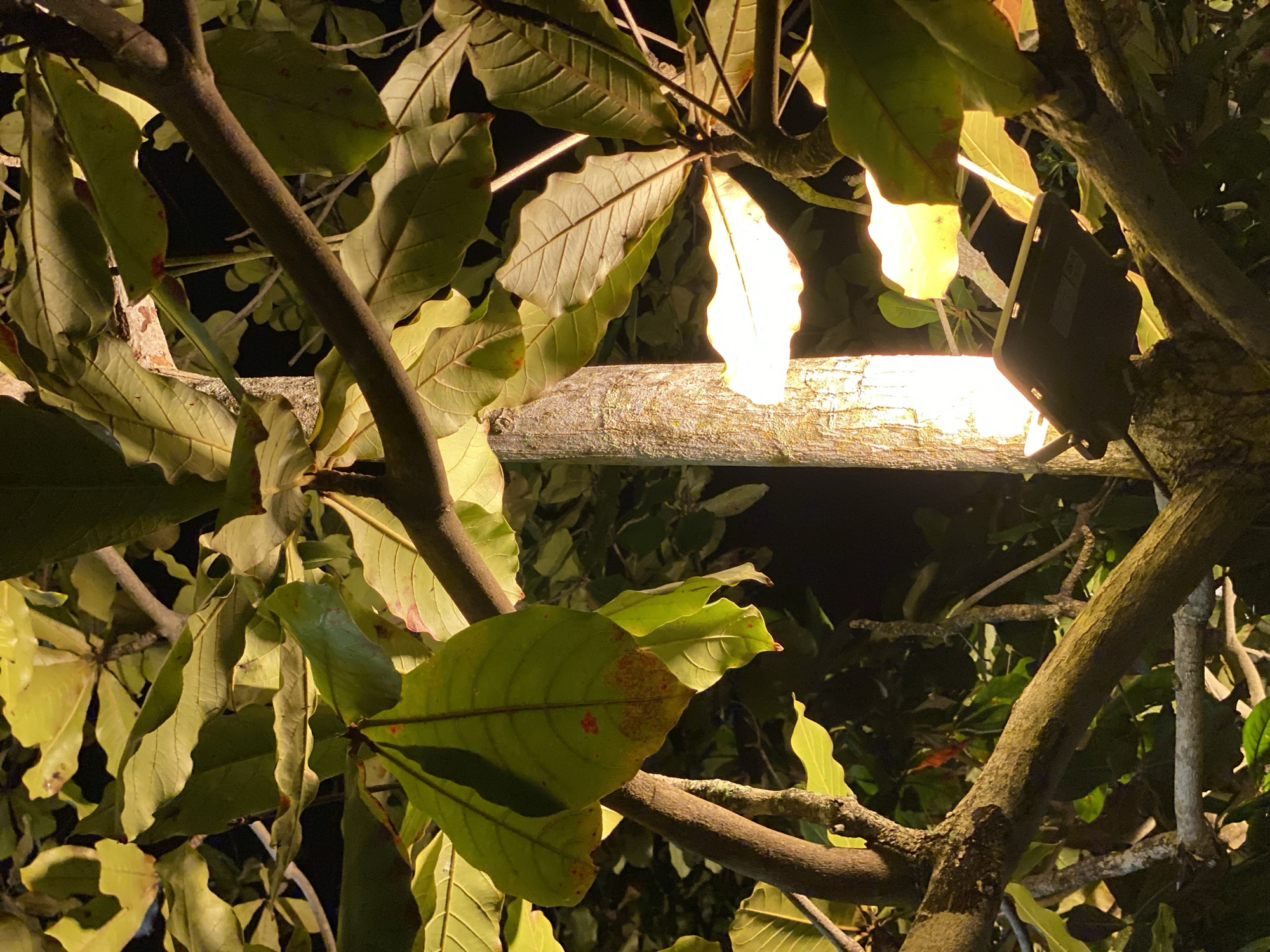 In Kuta Selatan, Indonesia, a close-up, low-angle shot captures a tree trunk illuminated by a bright, warm light source positioned at its base. The light, likely from a solar-powered lamp affixed to the trunk, casts a strong glow upwards, highlighting the textured bark and a portion of the trunk's width. The foreground and midground are dominated by large, leathery leaves in shades of green and yellow, some showing signs of age with reddish-brown spots. These leaves, belonging to a tree, form a dense canopy, with branches of varying thickness crossing the frame. The background is a deep, dark night sky, providing a stark contrast to the illuminated tree trunk and foliage. The scene is static, focusing on the interplay of light and shadow on natural elements within an outdoor environment.