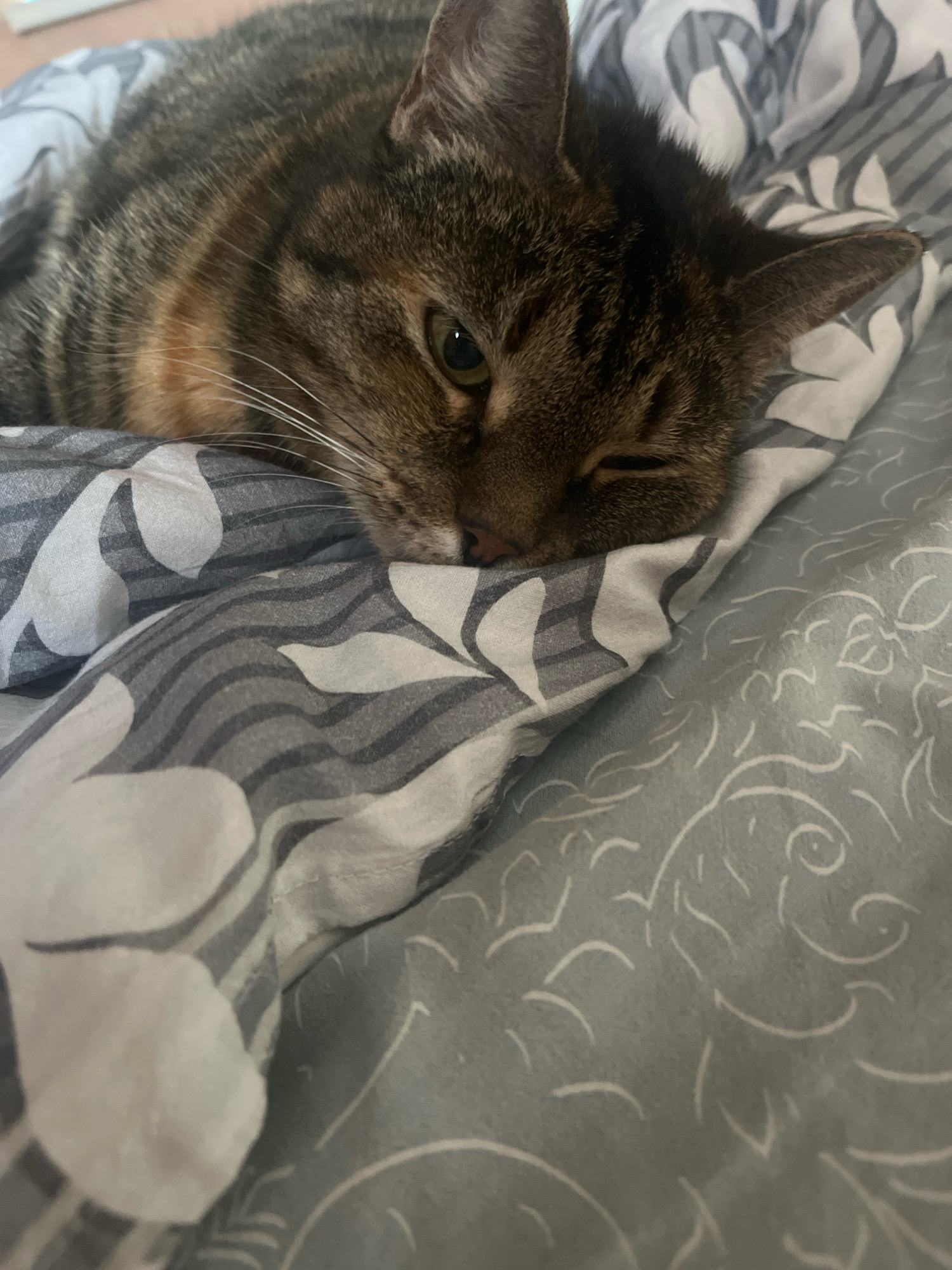 A tabby cat with brown and black stripes is lying down on a bed with gray and white floral patterned sheets. The cat is partially asleep, with one eye closed and the other eye open. Its head is resting on the sheets, and its body is mostly hidden by the bedding. The lighting is natural, suggesting it is daytime. The image appears to be a close-up shot, focusing on the cat's face and the texture of the bedding. There is no information in the image that can be used to determine the location in the city of Vladimirovka, Russia.