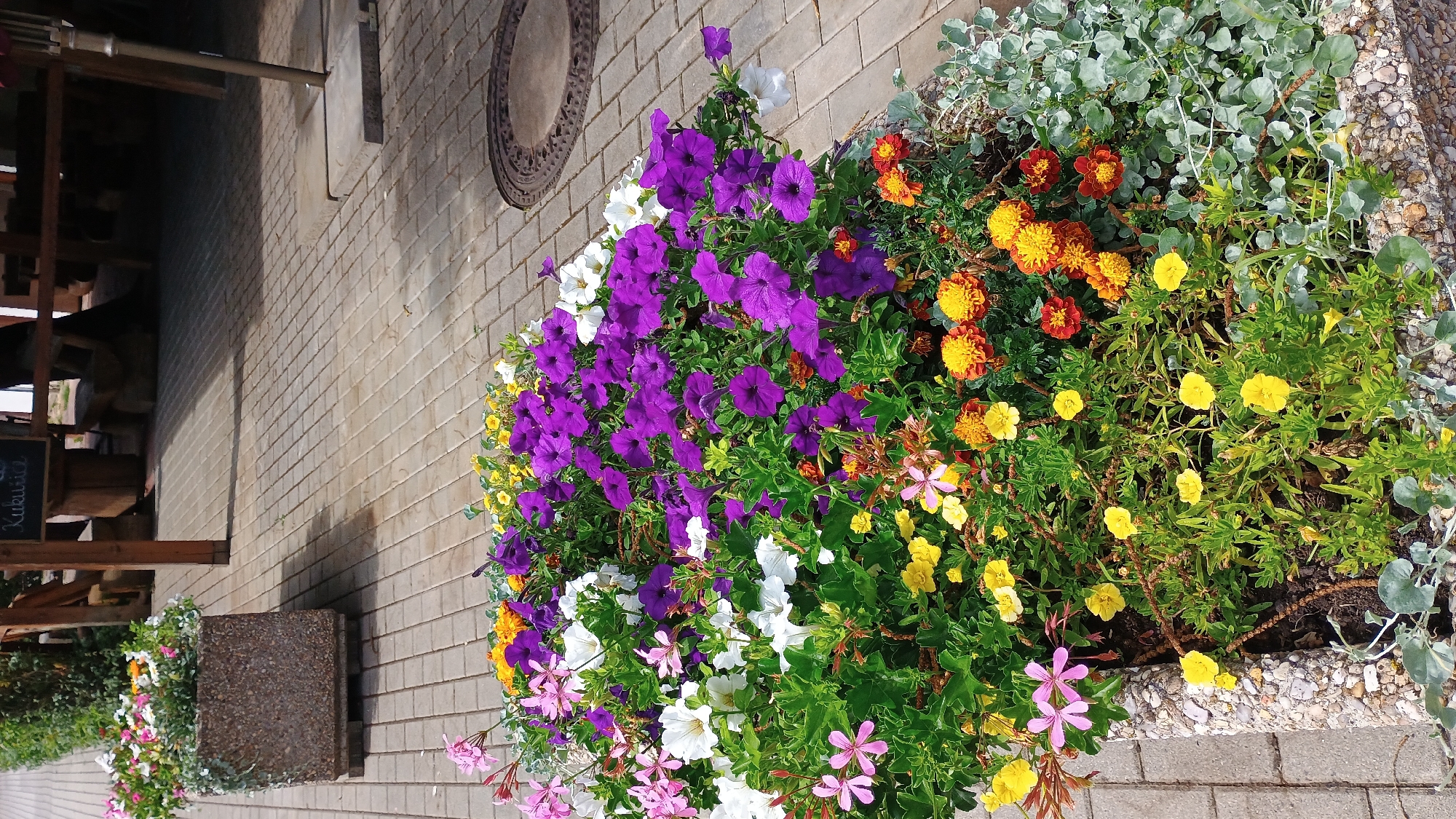 A high-angle medium shot shows a colorful flower bed filled with petunias, geraniums, and marigolds. The flowers are predominantly purple, white, pink, yellow, and orange. They are planted in a rough, speckled rectangular planter on a paved area made of light gray interlocking bricks. In the background, a wooden pergola with benches and tables is visible, and a sign with "Kukuca" is hanging from it. The overall setting suggests an outdoor seating area, possibly a cafe or restaurant, in Sokolov, Czechia.