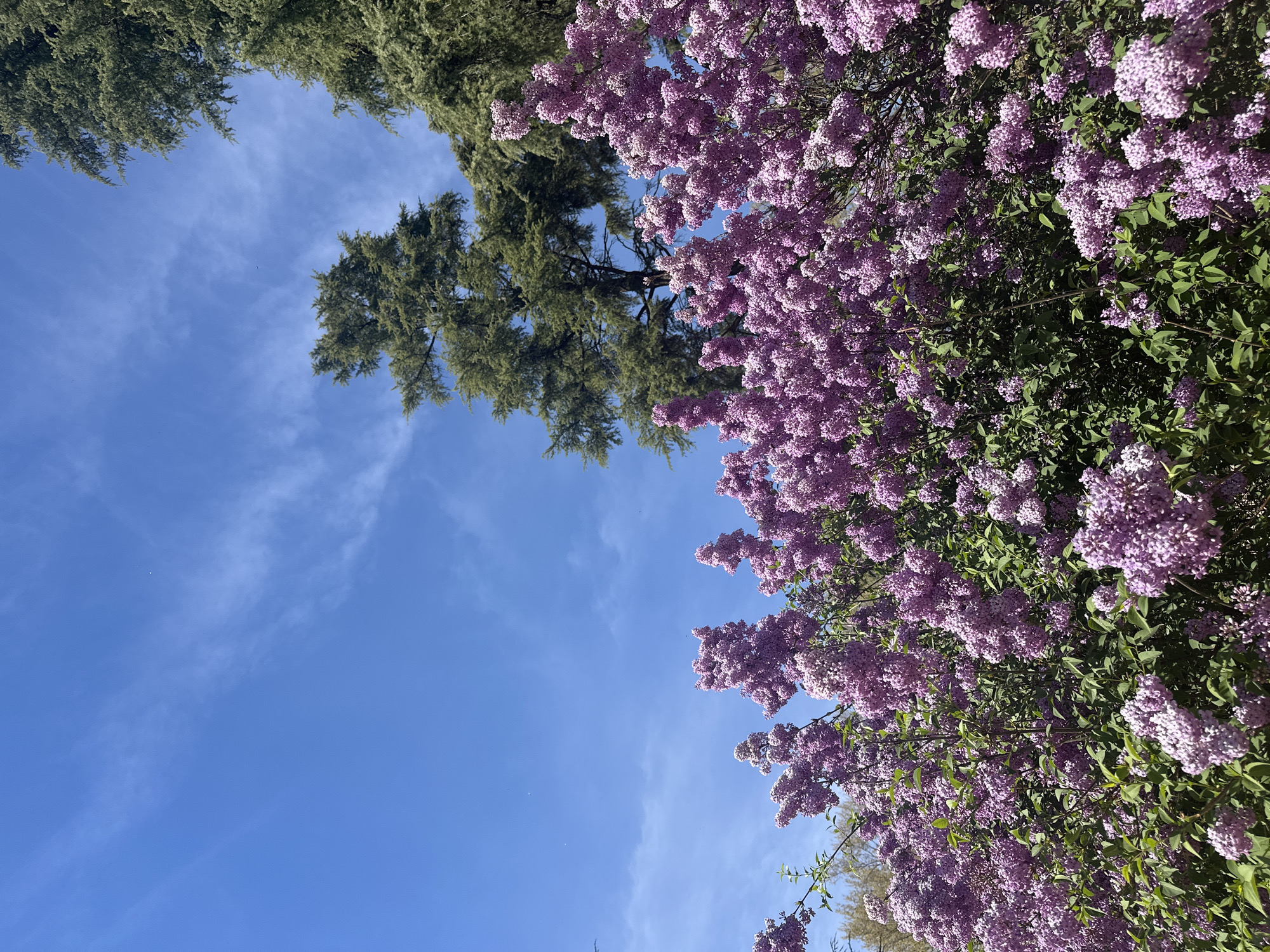 The image depicts a view upwards towards a blue sky with wispy clouds, framed by the foliage of trees. On the left side of the image is a tall, green tree with dense needles. The right side of the image is dominated by a flowering tree or bush with clusters of small, light purple flowers. The clear blue sky suggests it is a sunny day. Without further information, it is not possible to determine if the image was taken in Madrid, Spain.