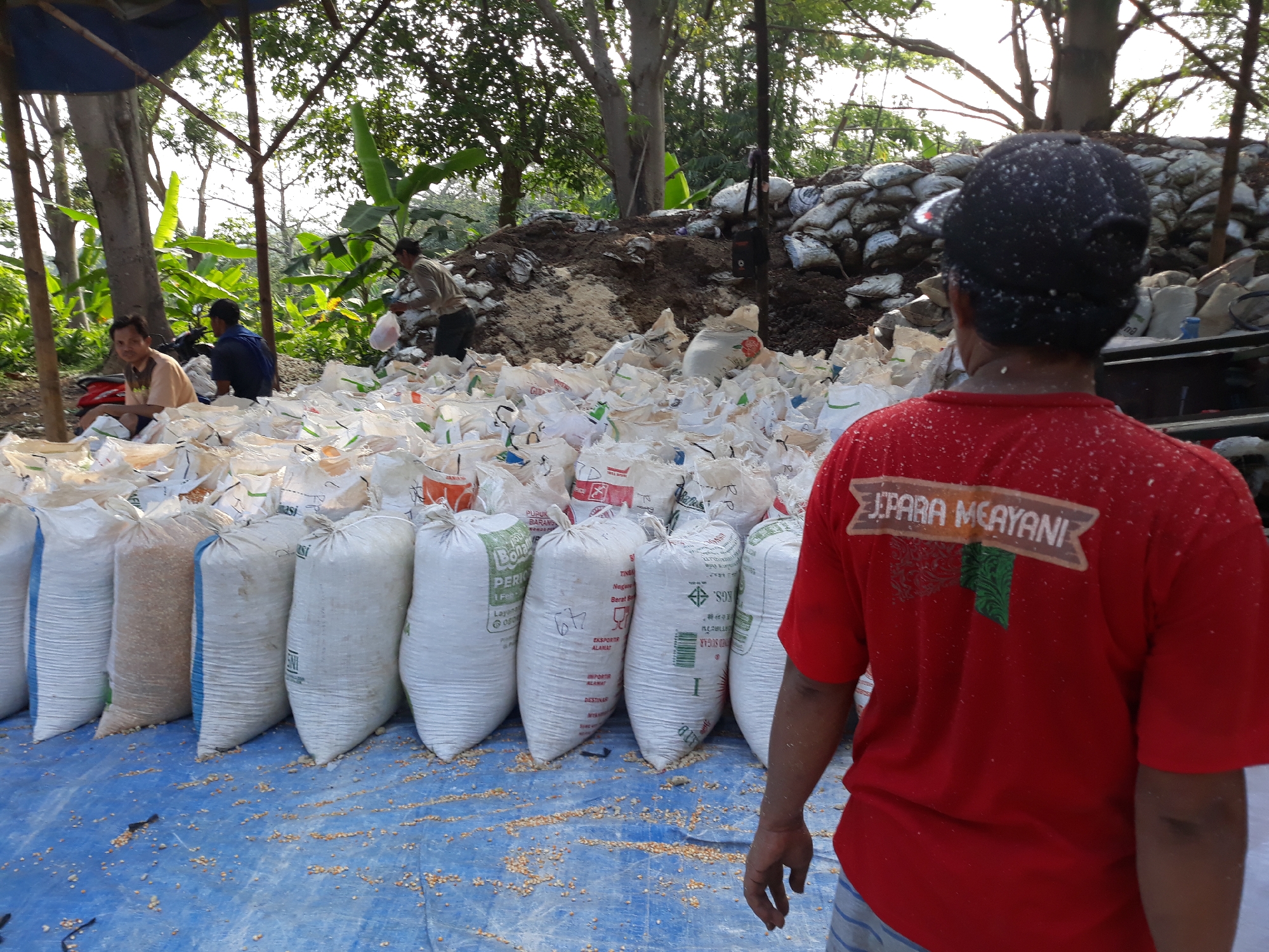 The image depicts a scene in Potroyudan, Indonesia, with a focus on a large collection of white sacks, likely filled with agricultural produce. In the foreground, a person wearing a red t-shirt with "JEPARA MEAYANI" printed on the back is visible from behind, facing away from the camera. Their arm is slightly bent, and they appear to be standing or walking. The red t-shirt is speckled with white particles.

Behind this person, a multitude of white sacks are arranged in rows, some partially covered by a blue tarp spread on the ground. The sacks are of varying sizes and appear to contain a granular material, possibly grains or fertilizer. Some sacks have blue or brown banding, and labels are visible on some, though the text is largely illegible. Scattered on the blue tarp are small, yellowish particles, resembling corn kernels.

In the background, other individuals are present. One person in a light-colored shirt is partially visible, appearing to be working with a white bag near a pile of dirt and other sacks. Another person, wearing a dark blue shirt, is seated near a motorcycle, facing towards the activity. The environment suggests an outdoor setting, with trees and foliage visible in the distance. The overall impression is of an agricultural or storage area where goods are being handled or processed.