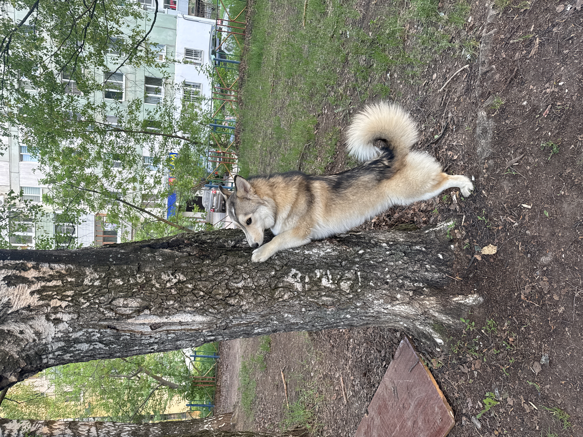 A sideways medium-shot photo features a dog lying on a tree trunk in a park-like setting. The dog, likely a husky mix, has a tan and white coat with a fluffy tail and dark markings on its back. It appears relaxed and is lying flat on the textured, light-colored bark of a mature tree trunk.
The background includes green grass, trees with fresh spring foliage, and the side of an apartment building in the distance. The location is a park with typical urban landscaping including a pathway with some fencing at the edge of the path. The picture provides the impression of a common park scenario within the city of Chaikovsky, Russia.