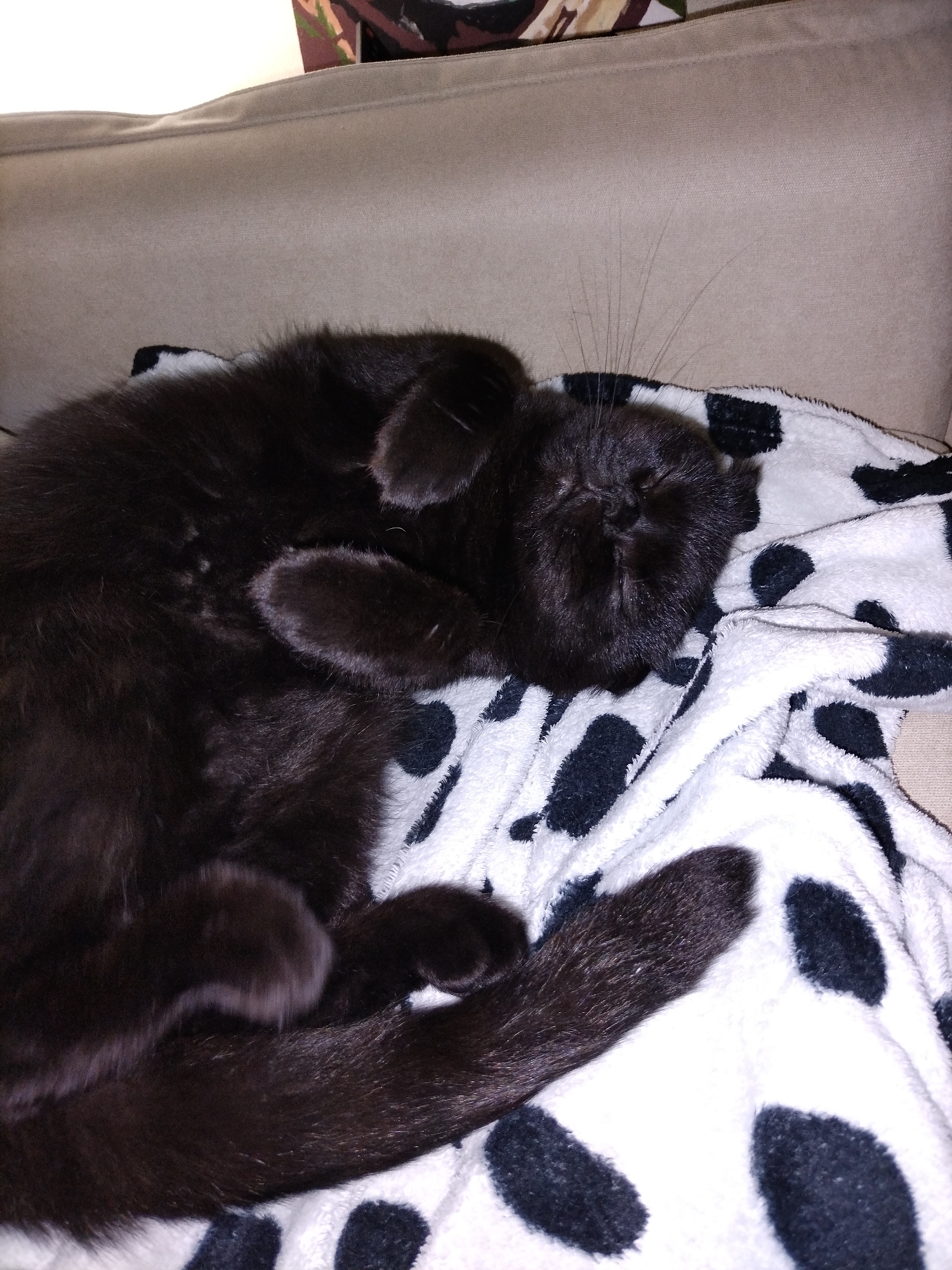 A black cat is sleeping curled up on a black and white spotted blanket. The blanket is on a light-colored couch. The cat is the only subject in the image. There is no information about the location in the city of Smaliavichy, Belarus.