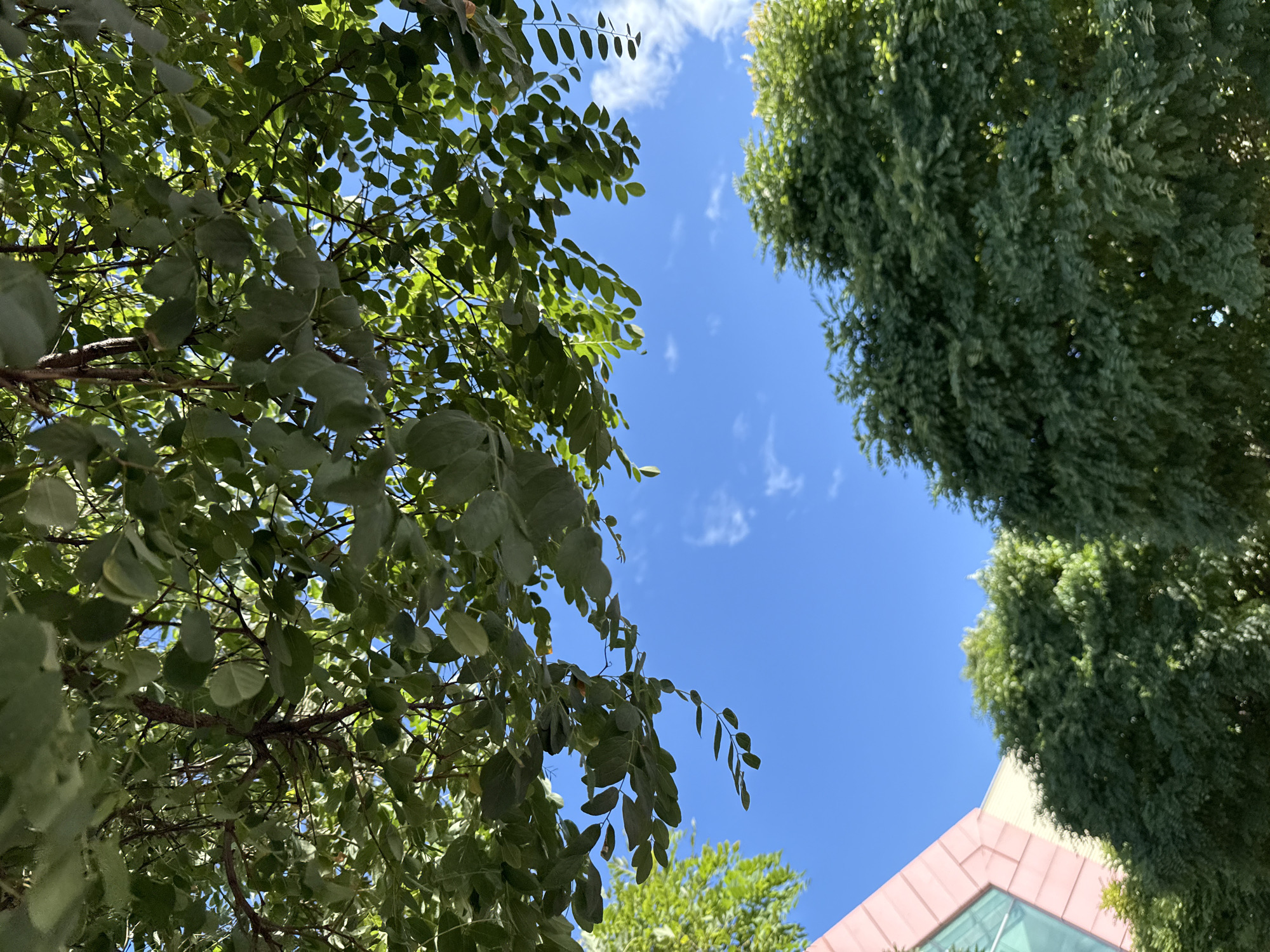 This is a low-angle, outdoor photograph taken in Bielany Wrocławskie, Poland. The scene is dominated by the lush green foliage of trees, which partially obscures a bright blue sky with scattered white clouds. In the lower left quadrant of the image, a portion of a modern building is visible. This building features a distinctive architectural element with a pink, angled facade and large glass windows. The trees in the foreground are dense, with many leaves and branches visible, creating a canopy effect. The sunlight filters through the leaves, casting dappled light and highlighting the vibrant green hues. The overall impression is one of a sunny day in an urban or suburban environment with significant greenery.