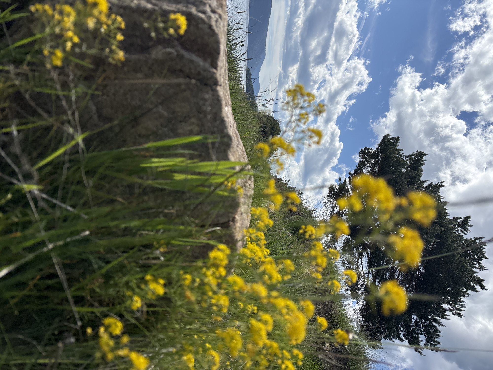 The image captures a low-angle perspective of a landscape, focusing on the foreground elements and the sky. A large, grey rock occupies the left side of the frame, partially obscured by tall green grass and clusters of yellow flowers. The flowers are abundant and somewhat out of focus, particularly in the foreground. Beyond the rock and flowers, the composition transitions to a distant view of water, possibly a lake or bay, bordered by land and hills. The sky dominates the upper portion of the image and features a mix of clear blue areas interspersed with puffy white clouds. A tree with dense foliage is visible on the right side of the frame, partially obscuring the sky. The location is unspecified, so I can not answer the location.