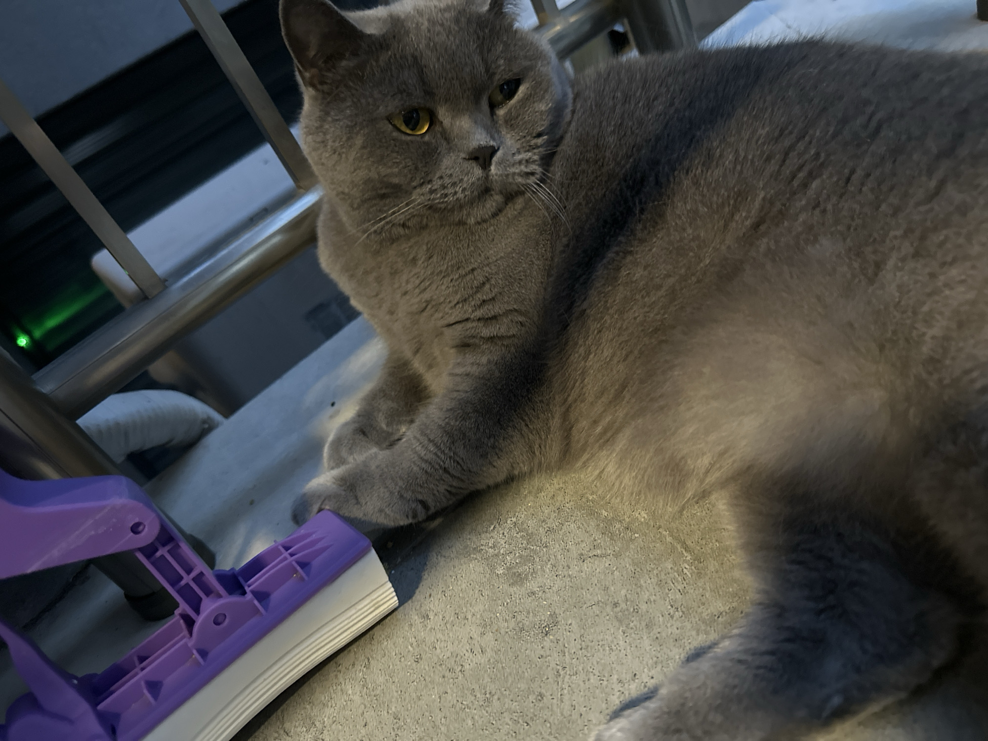 A fluffy, grey British Shorthair cat lies on a grey, textured surface, possibly concrete or a similar outdoor material. The cat has large, round yellow eyes and a slightly concerned or contemplative expression. Its fur is a uniform grey, and its body is relaxed as it rests on its side.
In the foreground, to the left of the cat, is a bright purple and white object. It appears to be a handle and part of a cleaning tool, possibly a mop or a squeegee, with a white, ribbed head. The object is positioned close to the cat, with the cat's front paw resting near it.
Behind the cat, a metal railing runs horizontally, suggesting the cat might be on a balcony, porch, or some kind of elevated outdoor space. The background is dark and out of focus, with a hint of what looks like a window or a darker structure. A small, bright green light is visible in the distance, possibly a status indicator or a reflection.
The lighting suggests it could be daytime, but the shadows are soft, and the overall mood is calm and domestic. The setting appears to be an urban or suburban environment given the railing and textured surface. No text is visible in the image. The cat seems to be the primary subject, with the cleaning tool being a secondary object in the scene.