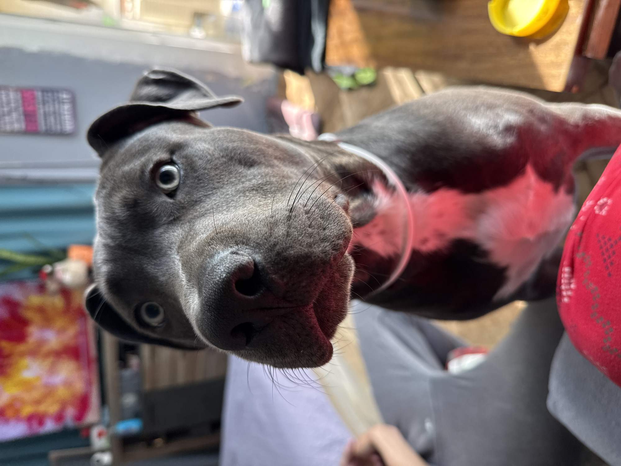 A close-up, slightly angled photograph shows a gray pit bull dog. The dog has a white collar and a large, wet nose. The dog's eyes are open and focused on the camera. The background is blurred. The environment includes gray pants and a red and white patterned pillow. Other objects include a yellow cup, a wooden table, and a window. The location is unknown, and there is no indication of Varna, Bulgaria. The action shown is the dog looking at the camera. There are no discernible interactions visible.