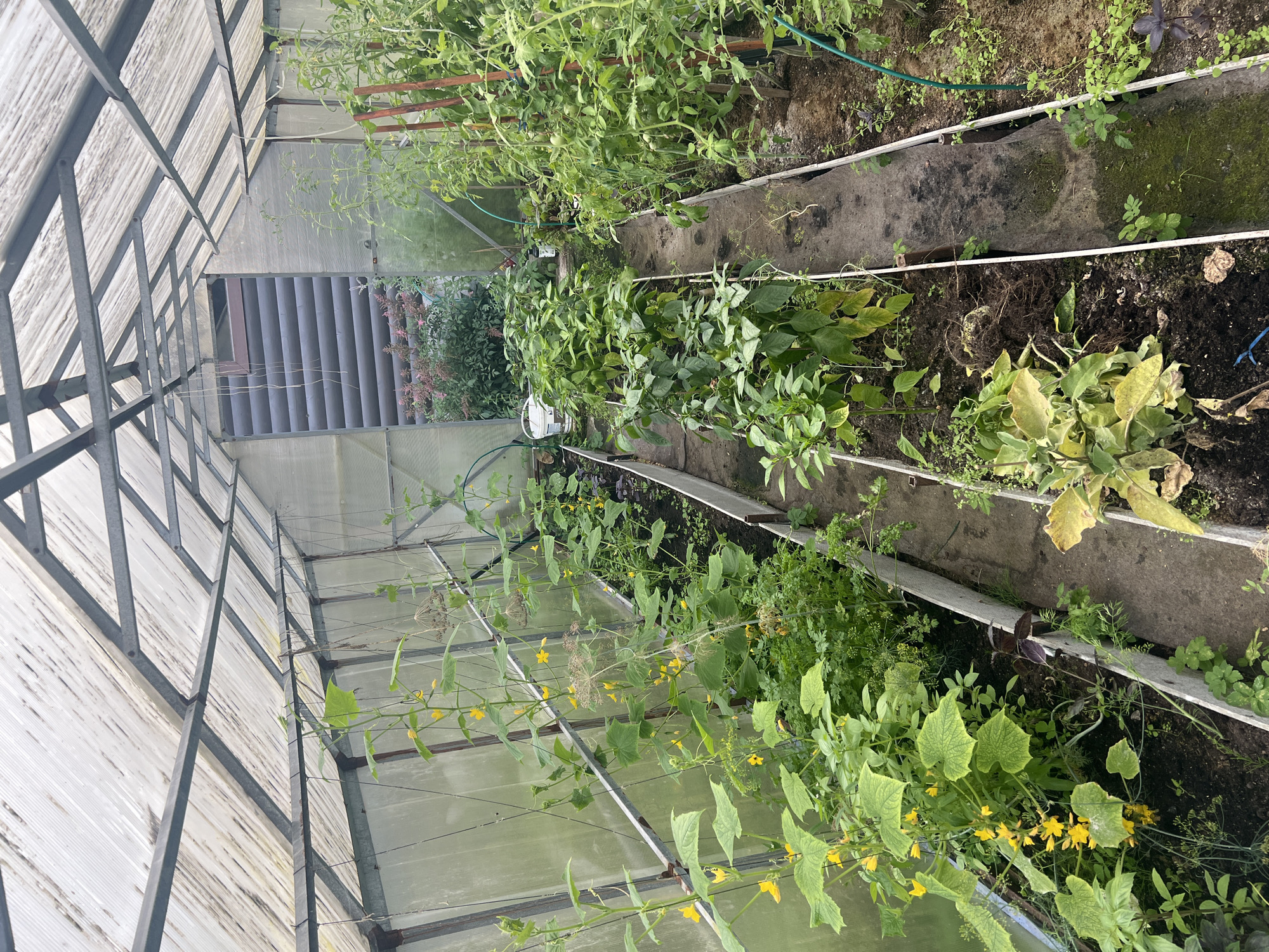 This image shows a greenhouse located in Роса Снт, Russia. The greenhouse has a metal frame and a translucent, possibly plastic, covering that appears weathered and dirty. Inside, several rows of plants are being cultivated. On the left, cucumber plants with yellow flowers are growing vertically, supported by strings. Adjacent to them are other green leafy plants, possibly herbs. In the center rows, pepper plants with green leaves are visible. On the right, tomato plants are growing, supported by wooden stakes. The ground within the greenhouse is a dirt path between the planting beds. The overall environment appears to be a functional, albeit somewhat unkempt, agricultural setting. No people are present in the image.