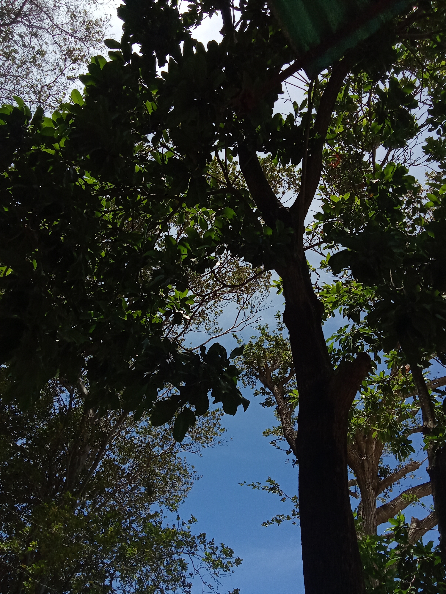 The image is taken from a low angle, looking up through a dense canopy of trees towards a blue sky. The leaves of the trees are mostly dark green and cast a strong shadow, creating a shadowed environment. The branches of the trees reach up toward the sky and are intertwined. The trunk of a large tree is prominently positioned in the center of the frame. The overall scene suggests a forested or park-like setting. The image appears to be taken outdoors. The location is in the city of Juan Griego, Venezuela. There are no people present in the image.