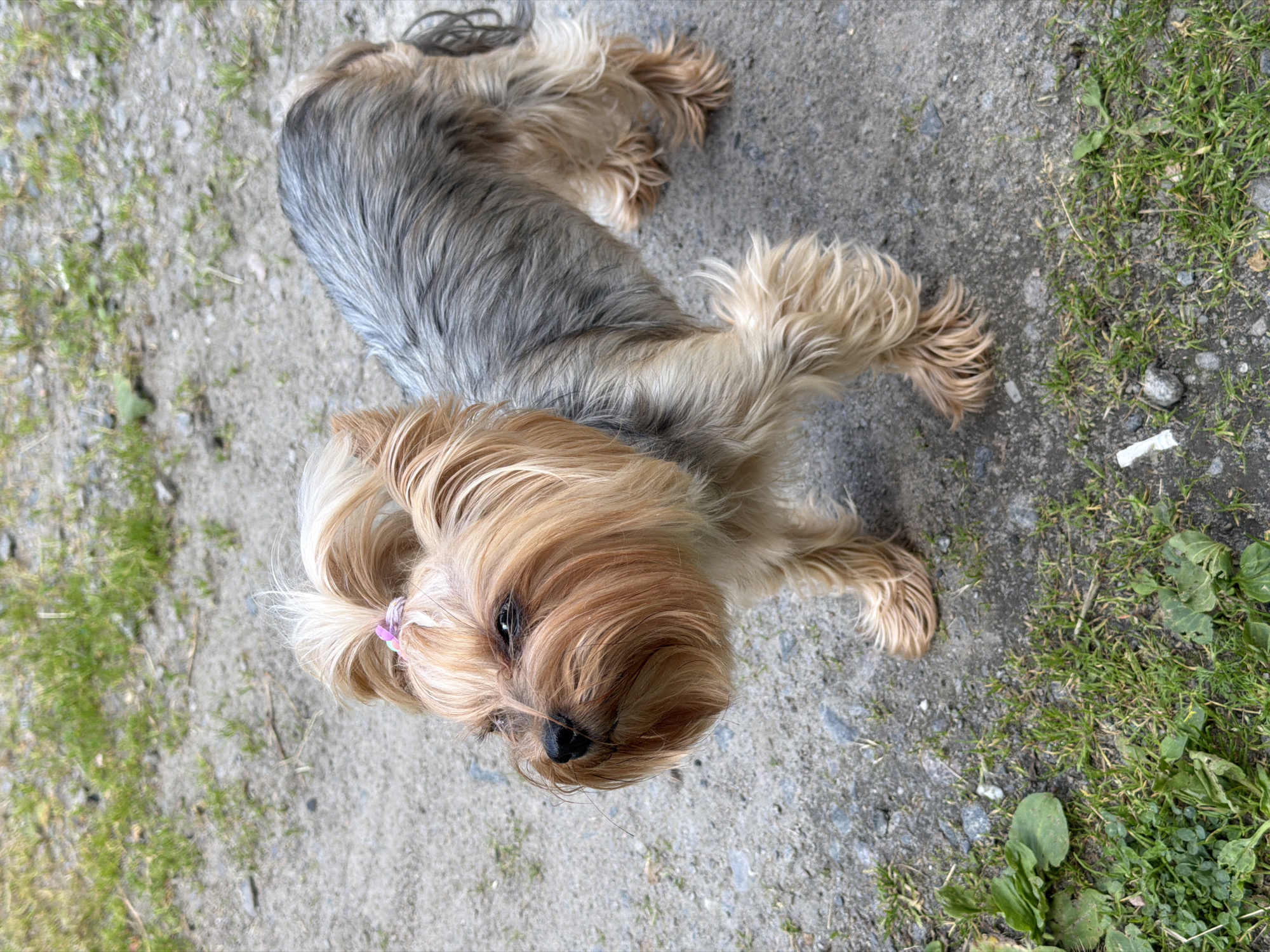 A Yorkshire Terrier stands on a gravelly path with patches of grass in Bila Tserkva, Ukraine. The dog is facing left and looking up and to the left with its head tilted slightly. It has tan fur on its head, face, and legs, and grey fur on its back and tail. A pink bow is visible in the fur on top of its head. The background consists of the gravel path and sparse green grass. The lighting suggests it is daytime, possibly overcast.
