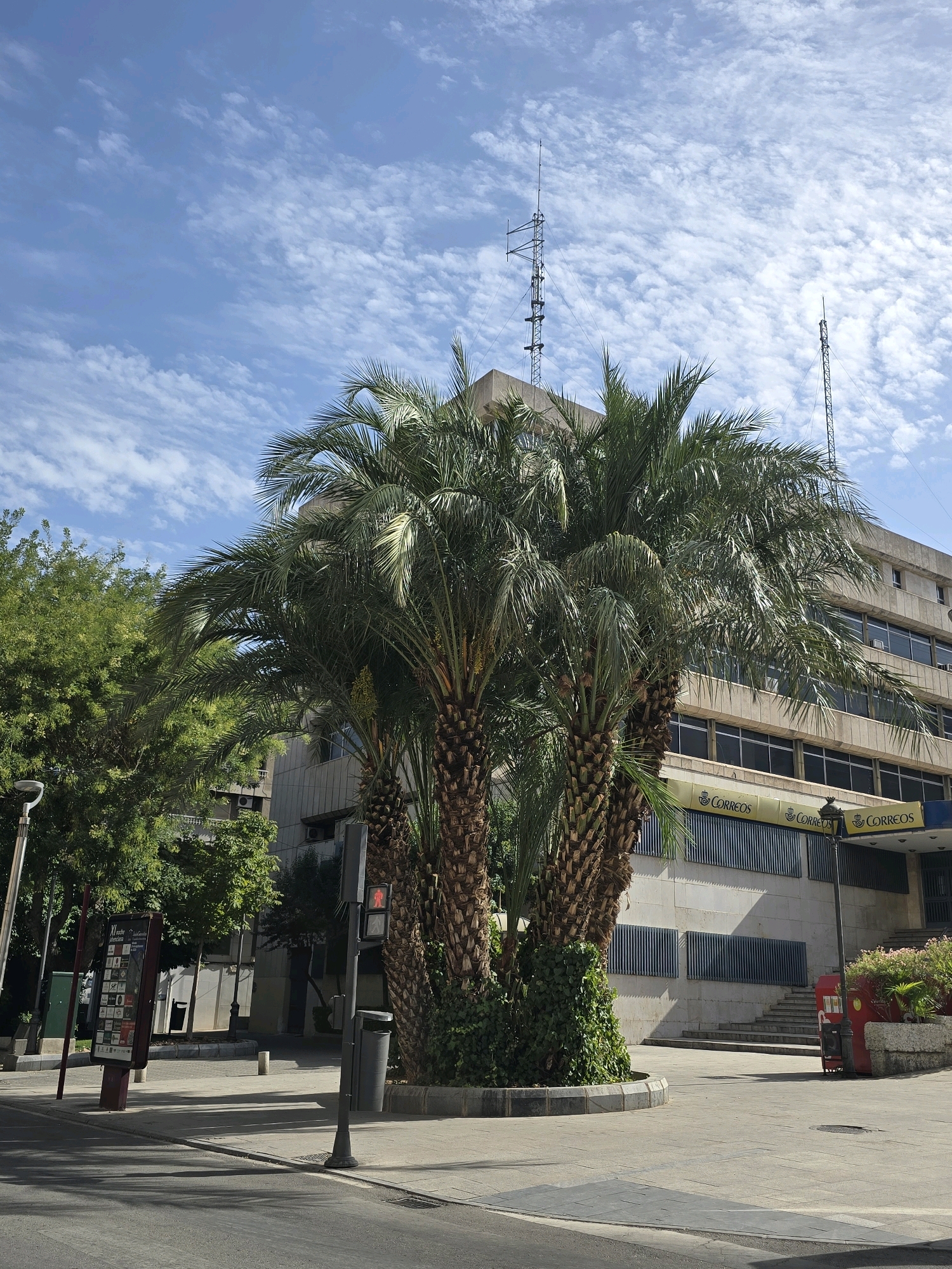 The image depicts a sunny urban scene in the city of Jaén, Spain, featuring a cluster of large palm trees in the foreground. Behind the palm trees is a multi-story building with a beige facade, featuring numerous windows and a prominent yellow awning with the word "CORREOS" (Spanish for Post Office) repeated multiple times. The building appears to be an official establishment.
To the left of the palm trees, there is a tall green tree. The ground in front of the building and palm trees is paved with grey tiles. A traffic light showing a red walking man signal is visible on a pole, along with a trash can. A public information kiosk displaying various advertisements is also present to the left. In the background, two tall antenna towers are visible against a blue sky with scattered white clouds. The overall impression is of a bright day in a well-maintained urban area.