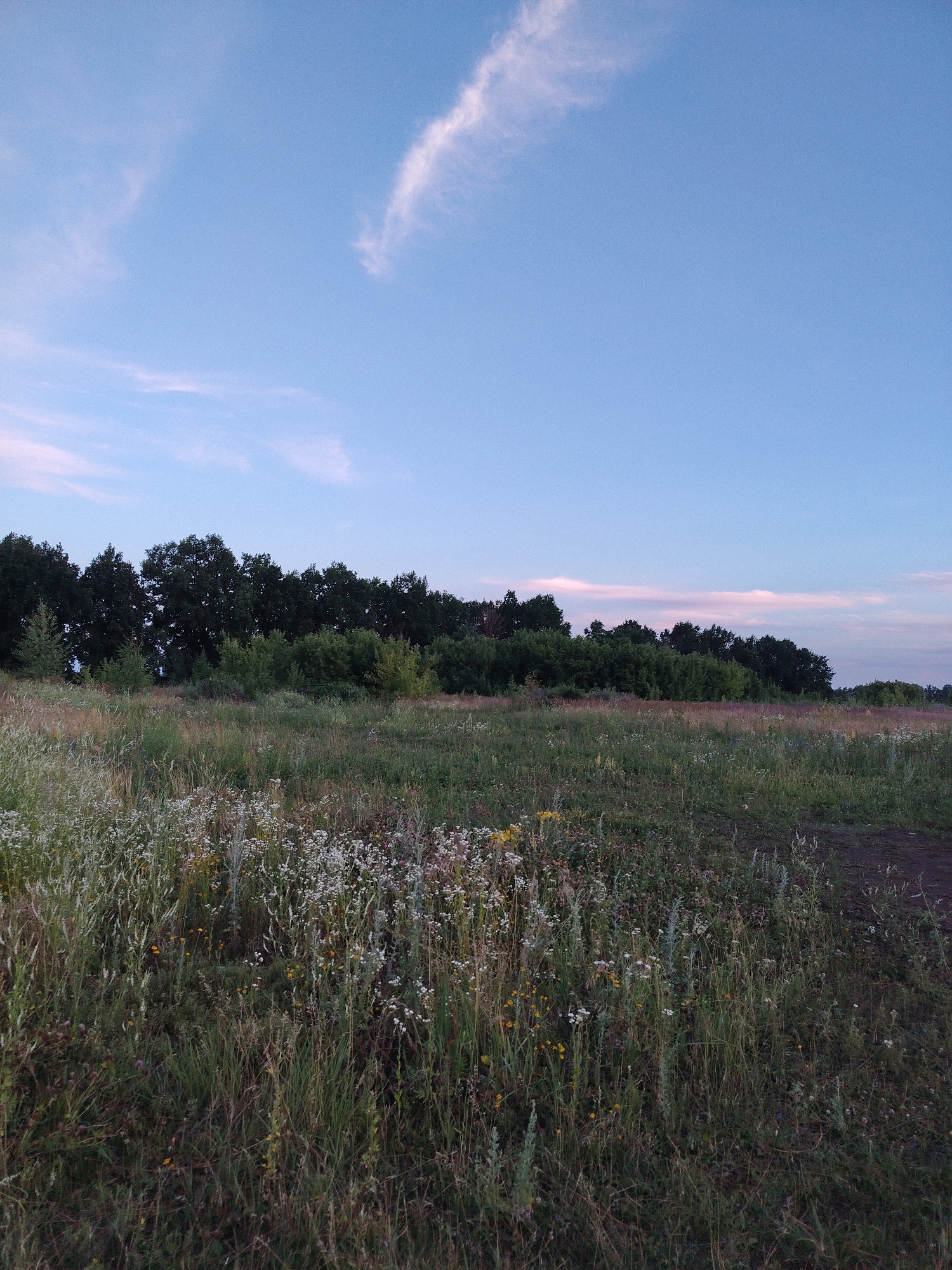 The image depicts a rural landscape at dusk, likely on the outskirts of Krutyye Vyselki, Russia. The scene features a dense line of dark green trees forming a natural border in the mid-ground. In front of the treeline, there's a varied undergrowth of bushes and greenery. The foreground is dominated by a field of tall, wild grasses and wildflowers in various shades of green, white, and yellow. The sky above is a gradient of pale blue, transitioning to a lighter hue near the horizon, with a few wispy white clouds, one more prominent and elongated in the upper left quadrant. The overall atmosphere is serene and natural, suggestive of an undeveloped area. There are no people or specific man-made structures visible in the frame.