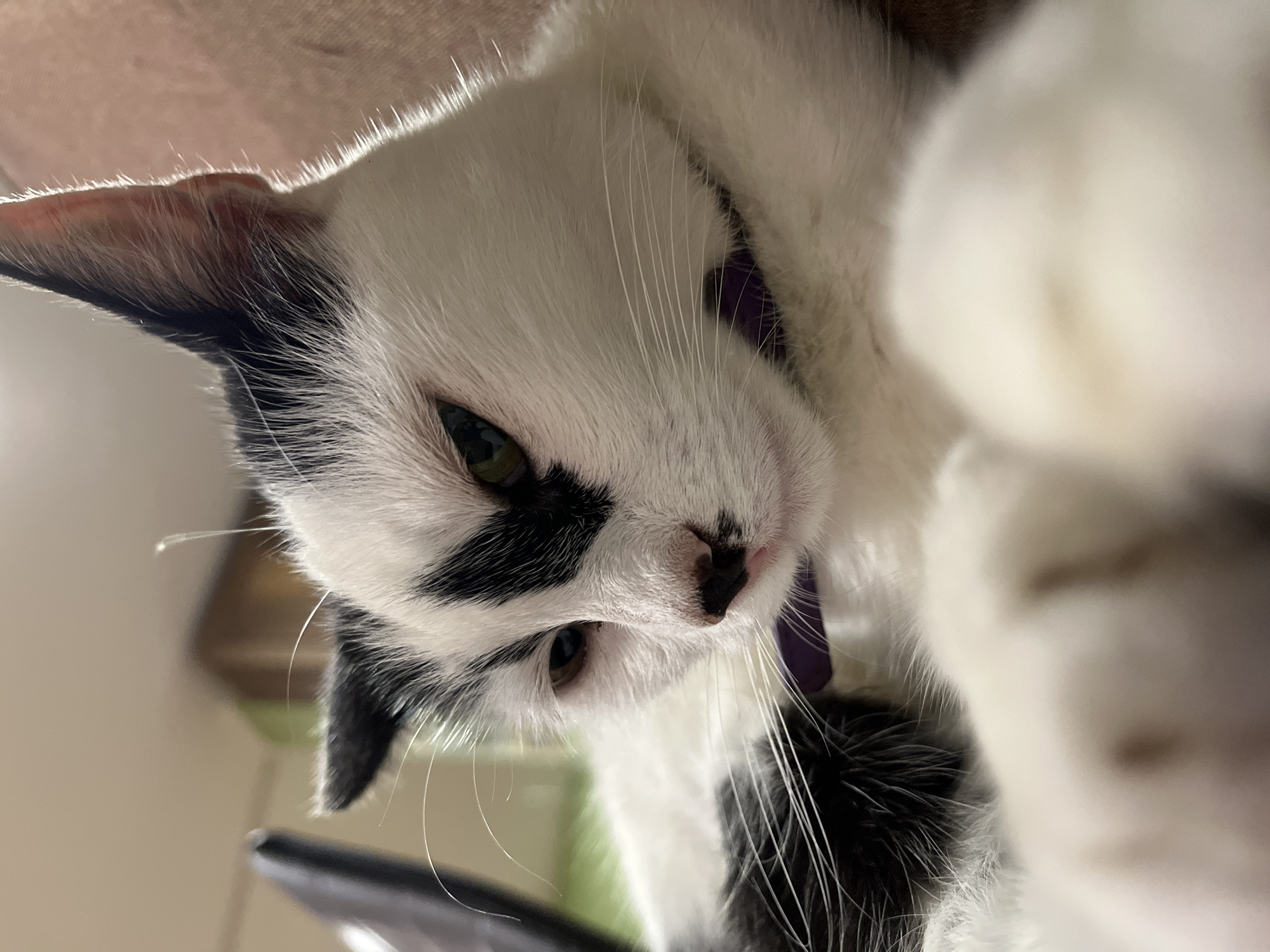 A close-up, eye-level shot captures a black and white cat with a purple collar. The cat is lying down and appears to be relaxed. Its head is tilted slightly to the side, and its green eyes are partially closed, suggesting it may be dozing or resting. The background is blurred, with hints of a light-colored wall and a darker object to the left, possibly furniture or an electronic device. The lighting is soft, with a noticeable highlight on the cat's fur, indicating a light source from above and to the right. There are no people present in the image. The overall setting appears to be indoors, in a residential or comfortable environment. The cat's fur is well-groomed, and its whiskers are prominent. The black markings on its face are distinct, with one large patch covering its left eye and nose area. There are also black patches on its ears and a portion of its body visible in the lower left corner. The image does not provide any specific details about the city of Ureki, Georgia, as the scene is confined to the immediate surroundings of the cat.