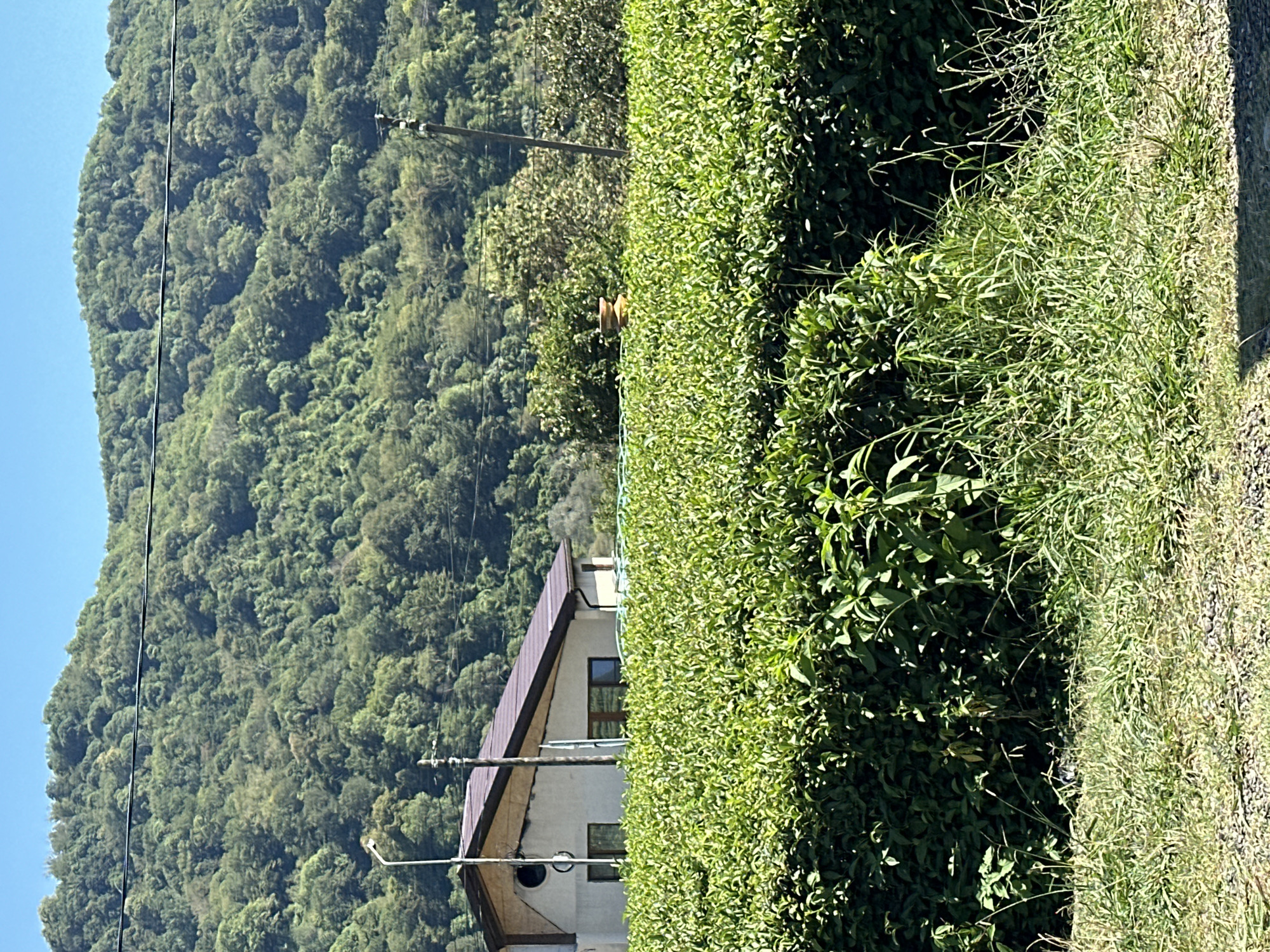 In the city of Bolshoy Kichmai, Russia, a house with a brown roof is visible behind a field of lush green tea bushes. The house has a light-colored facade and several windows. A street lamp stands to the left of the house. In the background, a densely forested mountain rises under a clear blue sky. The foreground of the image is a mix of gravel and grass. The overall scene depicts a rural landscape with a house nestled amongst tea plantations, with a majestic mountain as a backdrop.