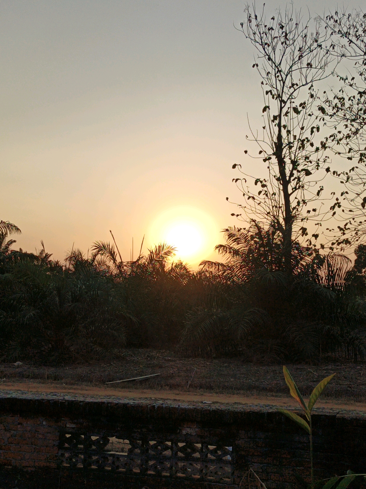 A sunset is captured in this image, casting a warm glow over a rural scene in Gedung Nyapah, Indonesia. The sun, a bright orange orb, is positioned in the center of the frame, partially obscured by the silhouettes of palm trees. The sky transitions from a pale yellow at the horizon to a lighter hue towards the top. In the foreground, a low brick wall with a decorative pattern runs horizontally across the bottom of the image. A small plant with two leaves emerges from behind the wall on the right side, catching the last rays of sunlight. The ground behind the wall is covered in dry earth and scattered debris. A bare-branched tree stands tall on the right, its dark silhouette stark against the sunset. The overall impression is one of natural beauty and tranquility.