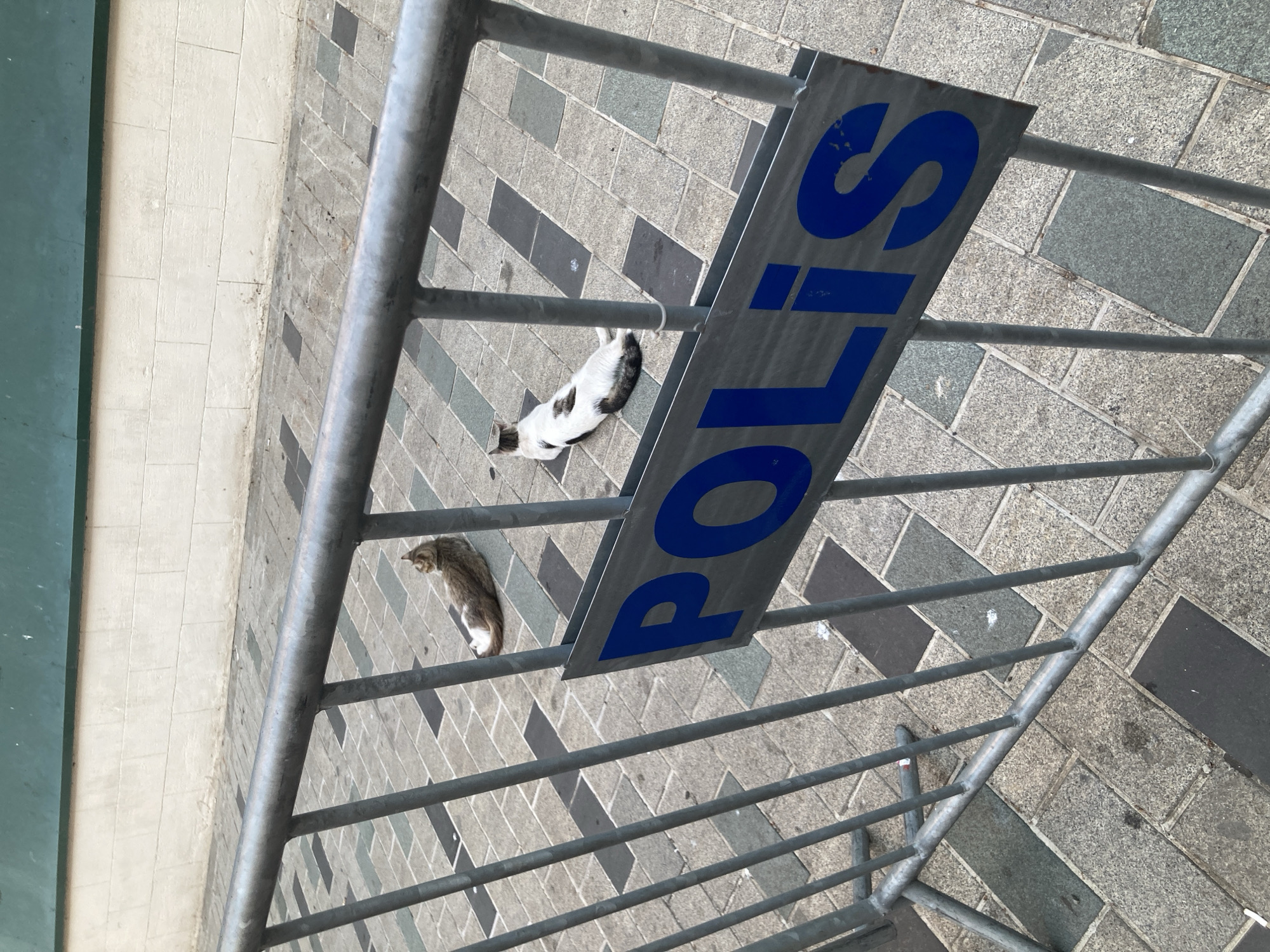 Two cats are lying on a tiled sidewalk next to a metal barrier. One cat is black and white, and the other is tabby. A blue and silver sign with the word "POLIS" in blue letters is attached to the barrier. The ground is paved with rectangular tiles in shades of gray, white, and black. The barrier is made of silver metal poles. In the background, a green surface is visible. The scene appears to be outdoors, possibly in a public space, given the barrier and the signage. The lighting suggests it is daytime. The overall mood is peaceful, with the cats resting in the sun. The word "POLIS" indicates a presence of law enforcement or a related official area, possibly in Beyoğlu, Turkey, as suggested by the location context.