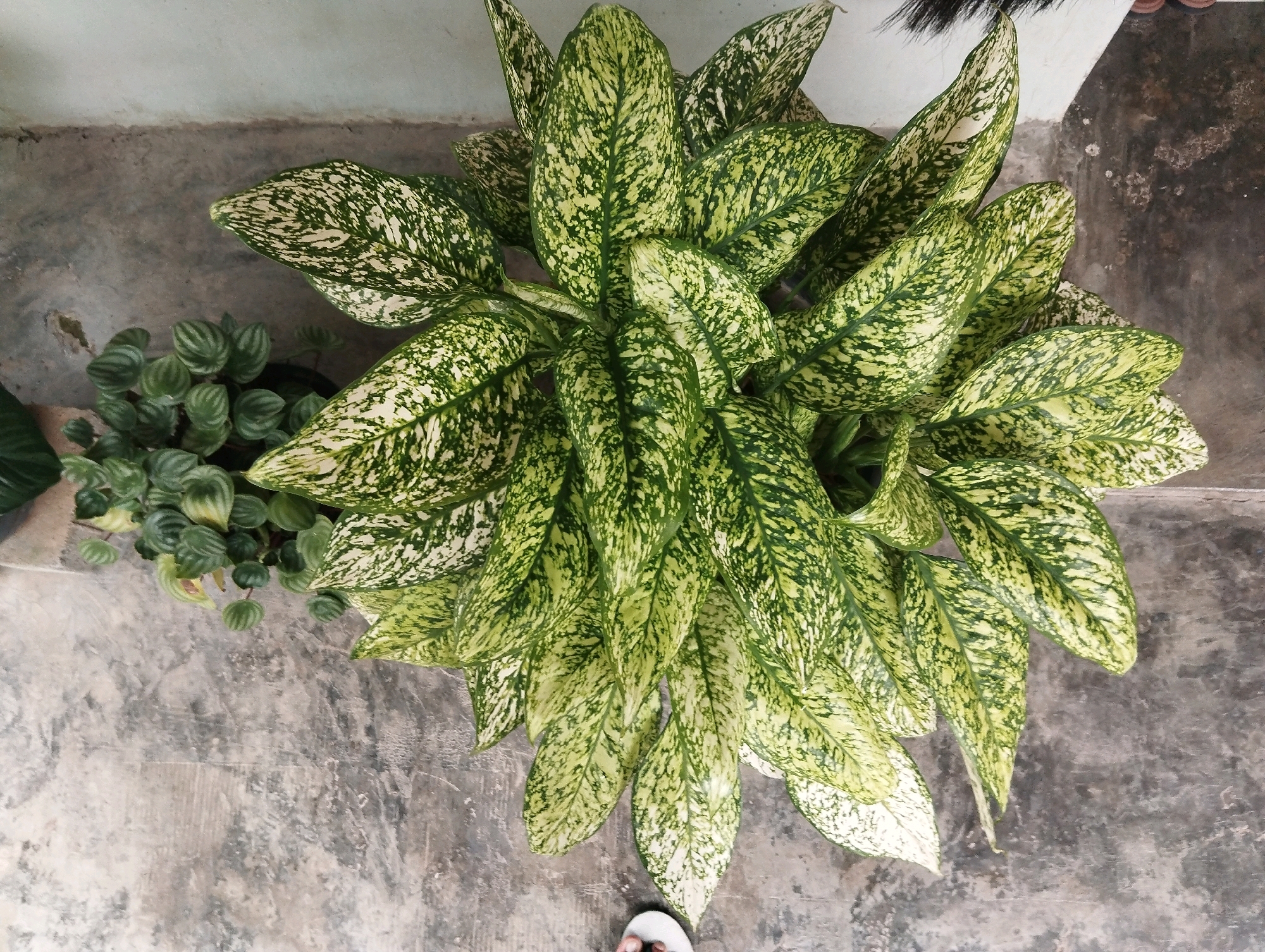 The image shows a top-down view of several potted plants on a concrete floor next to a wall. The most prominent plant is a large leafy plant with variegated green and white leaves, filling the right and center of the frame. To the left, a smaller plant with round, patterned green leaves is visible. A person's feet wearing white sandals are at the bottom edge of the frame. The background consists of a light-colored wall and a textured concrete floor. The scene appears to be an outdoor or semi-outdoor area in Jember, Indonesia, possibly a porch or courtyard, indicated by the style of the wall, the concrete floor, and the presence of tropical foliage.