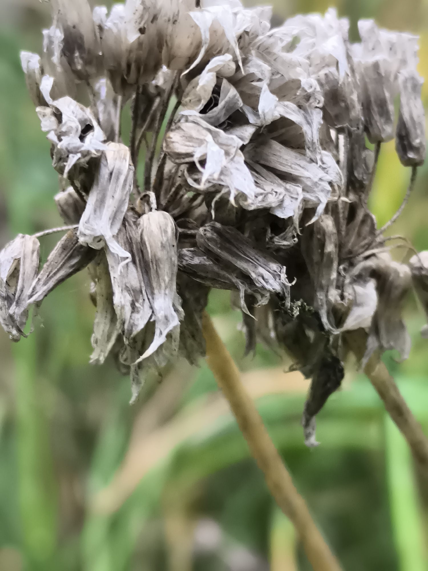 A close-up, vertical, eye-level shot shows a dried flower head with delicate, papery petals. The flower is predominantly a pale, desaturated grey and white, with some darker brown and black accents from decay and dirt. The petals are shriveled and curled, creating a textured, almost skeletal appearance. Some of the petals are translucent, allowing light to pass through. Two thin, dry stems extend from the bottom of the flower head. The background is softly blurred, featuring shades of green and yellow, suggesting foliage or other plants in an outdoor setting. The shallow depth of field focuses entirely on the dried flower, rendering the environment as a gentle wash of color. The specific location in Klaipėda, Lithuania, is not discernible from the visual information provided in the image. There are no people or active events depicted.