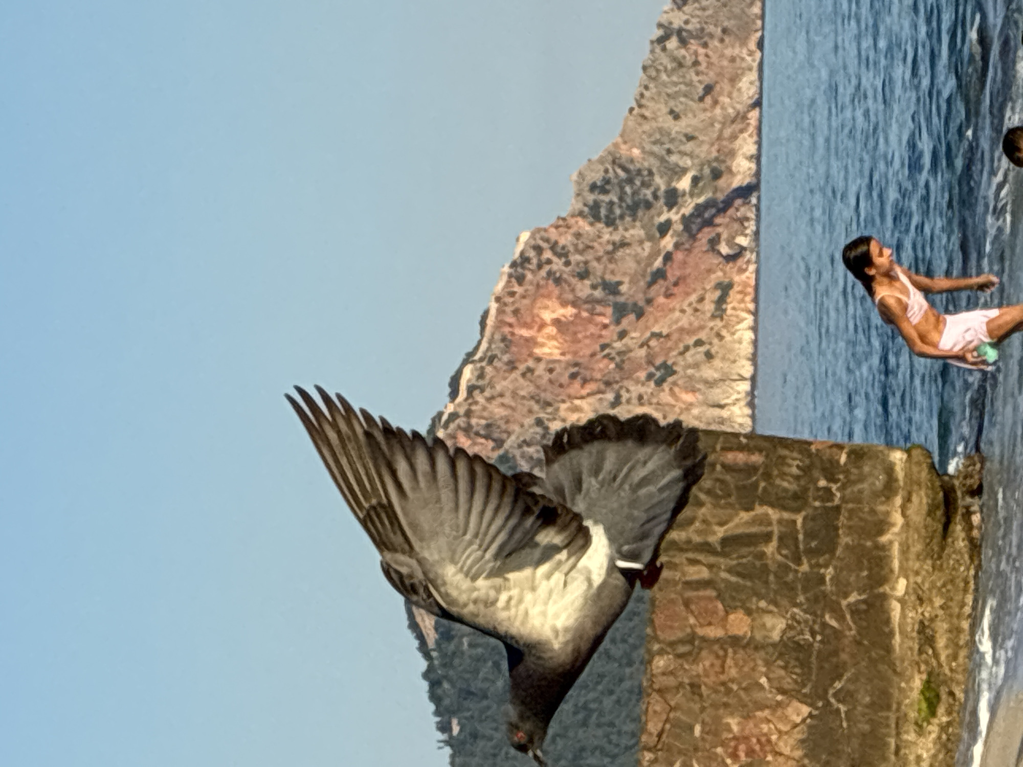 In Alanya, Turkey, a pigeon is captured mid-flight as it swoops down towards a stone structure. The pigeon's wings are spread wide, showcasing its detailed feather patterns. Behind the pigeon, a young girl in a pink swimsuit is visible near the water, appearing to be running or splashing. The scene is set against a backdrop of a rocky, sun-drenched hillside and the blue expanse of the sea. The clear sky suggests a bright, sunny day, likely during daylight hours. The overall mood is lively and depicts a moment of outdoor activity near the coast. There is no visible text in the image.