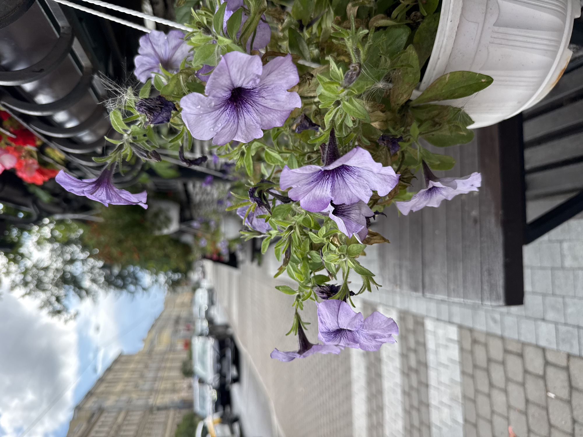 The image depicts a close-up view of purple petunias in a white planter, hanging over a wooden bench. In the background, a pedestrian crosswalk is visible on a cobblestone sidewalk, leading to a street with cars and buildings. The architecture of the buildings suggests a European city, possibly Saint Petersburg, Russia, characterized by their classic facades and the presence of a tram line. The sky is partly cloudy, indicating a day with mixed weather conditions. The overall scene conveys a sense of urban tranquility, with the vibrant flowers offering a splash of color against the muted tones of the city.