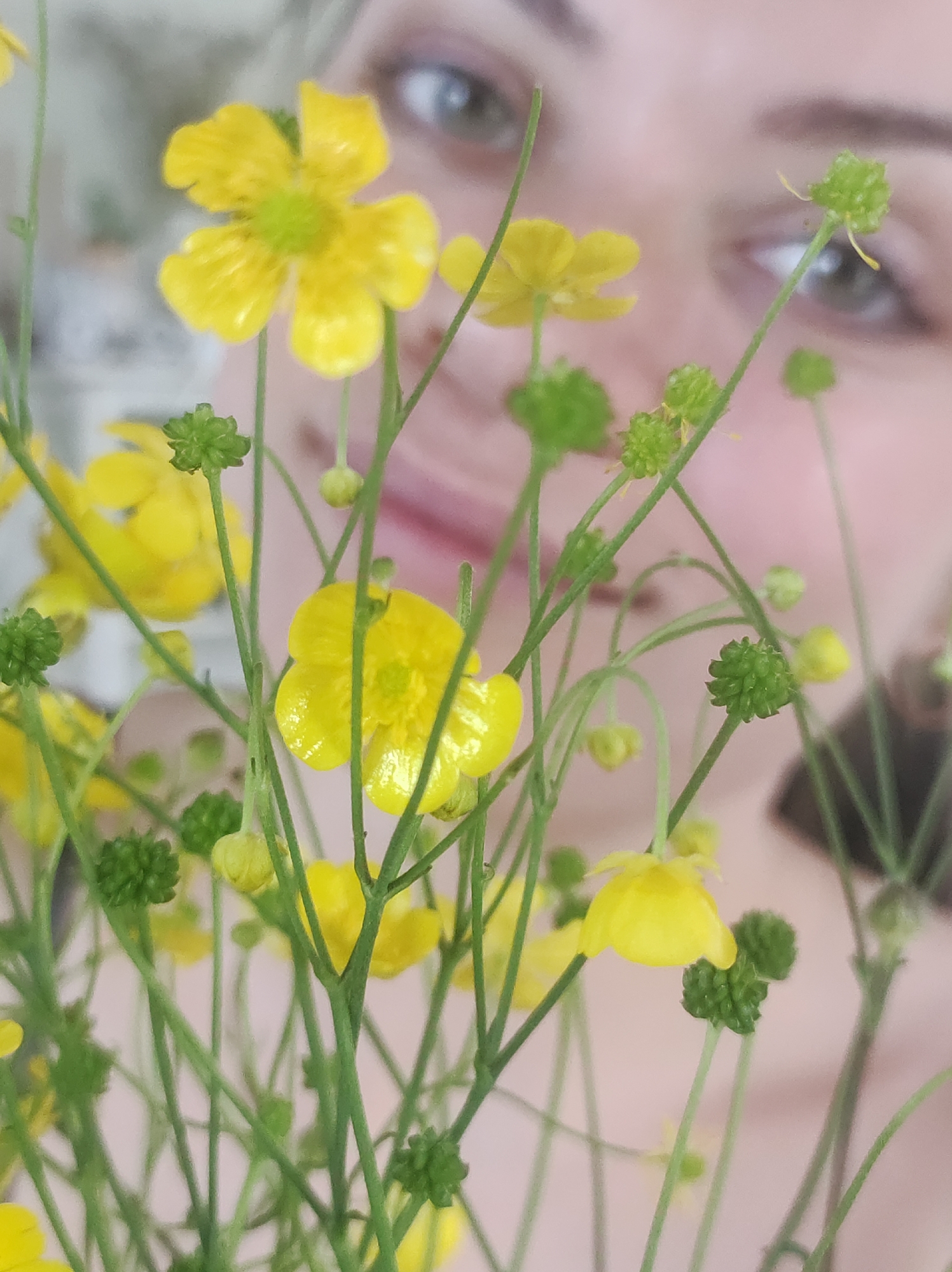 A close-up photograph captures a foreground composed of numerous yellow buttercup-like flowers with delicate green stems and buds, arranged densely. The flowers are in sharp focus, displaying five distinct petals and lighter green centers. In the soft-focus background, partially obscured by the foliage, a person's face is visible. Specifically, the eyes, nose, and upper lip of a woman with light-colored irises and distinct eyebrows are discernible. Her expression appears neutral, with a slight upward curve possibly indicating a subtle smile. The background beyond her face is an undifferentiated soft blur of light tones. The environment is indoors, with ambient lighting. The exact location is in the city of Unknown, Unknown.