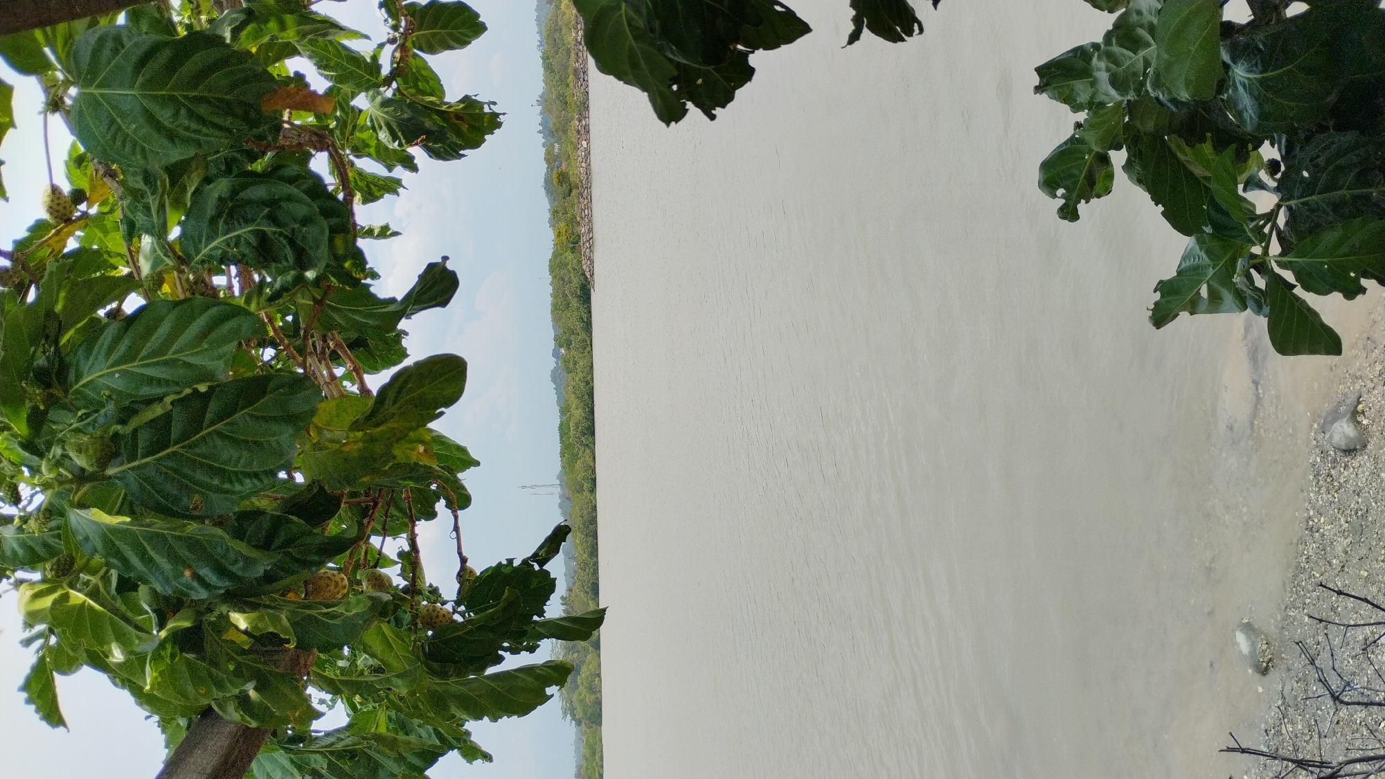 The image captures a serene waterfront scene in Lhokseumawe, Indonesia, likely near the Ujong Blang beach area. In the foreground, lush green leaves and branches of a tree frame the shot, some of which bear small, bumpy fruits, possibly from a noni tree. The leaves show some signs of wear, with small holes and chewed edges.
A calm, grayish body of water dominates the midground, appearing to be a bay or a river mouth. The water's surface is smooth, with subtle ripples indicating a gentle breeze. Along the far edge of the water, a line of dense green vegetation, including trees and shrubs, forms a natural barrier. Further in the distance, the subtle outlines of buildings and telecommunication towers suggest the presence of a settlement or urban area.
The shore in the lower left corner is composed of small, light-colored pebbles and some larger gray rocks. Bare, twiggy branches emerge from the ground, adding to the natural, uncultivated feel of the immediate foreground. The sky above is overcast with a pale, diffused light, suggesting a cloudy day. No people are visible in the image. The overall impression is one of a tranquil natural setting at the edge of a populated area.