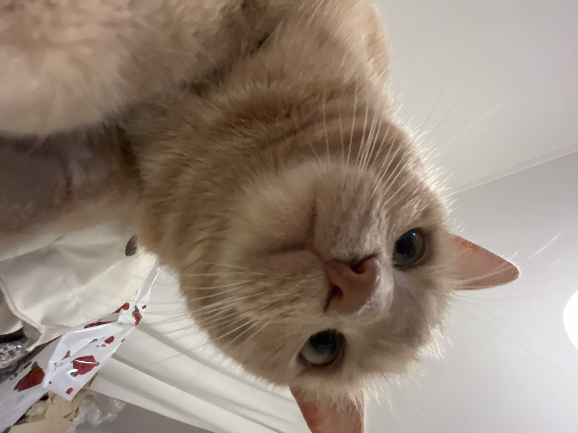 A close-up, low-angle, indoor shot captures an orange tabby cat looking directly at the camera. The cat's fur is a blend of cream and light orange with darker tabby stripes visible on its cheek and forehead. Its whiskers are prominent and spread out. The cat's left eye is a striking green with a visible pupil, and its right eye is partially obscured. The cat's nose is a pinkish-brown color. The background is blurred, but appears to be an indoor setting with white curtains or blinds on the right and what looks like crumpled white fabric with red floral patterns on it in the lower right quadrant. A bright light source is visible in the upper center of the image, casting shadows. There are no people present. The scene is set in an unknown location in Unknown, Unknown.