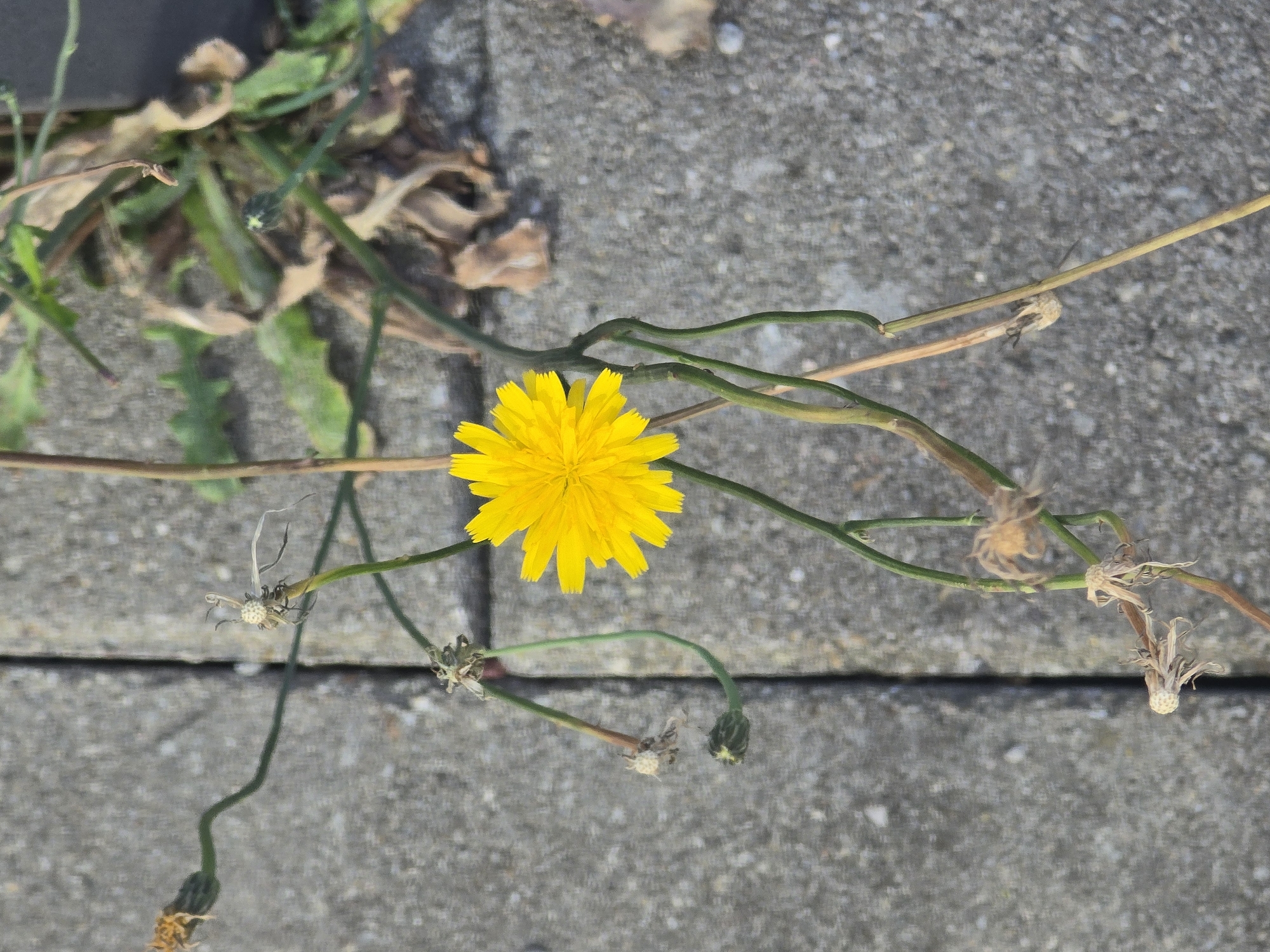 A single, bright yellow dandelion flower, its petals fully open, is in the center of the frame, growing from a thin green stem. The flower is surrounded by several other stems, some of which are bare and dried, while others have seed heads or developing buds. The plant is growing from a crack in a paved surface, likely a sidewalk or pathway, which is made of light gray concrete blocks. In the background, there is some dry, brown vegetation. The scene appears to be outdoors, possibly in an urban environment like Antwerp, Belgium, given the concrete paving. No people or animals are visible.