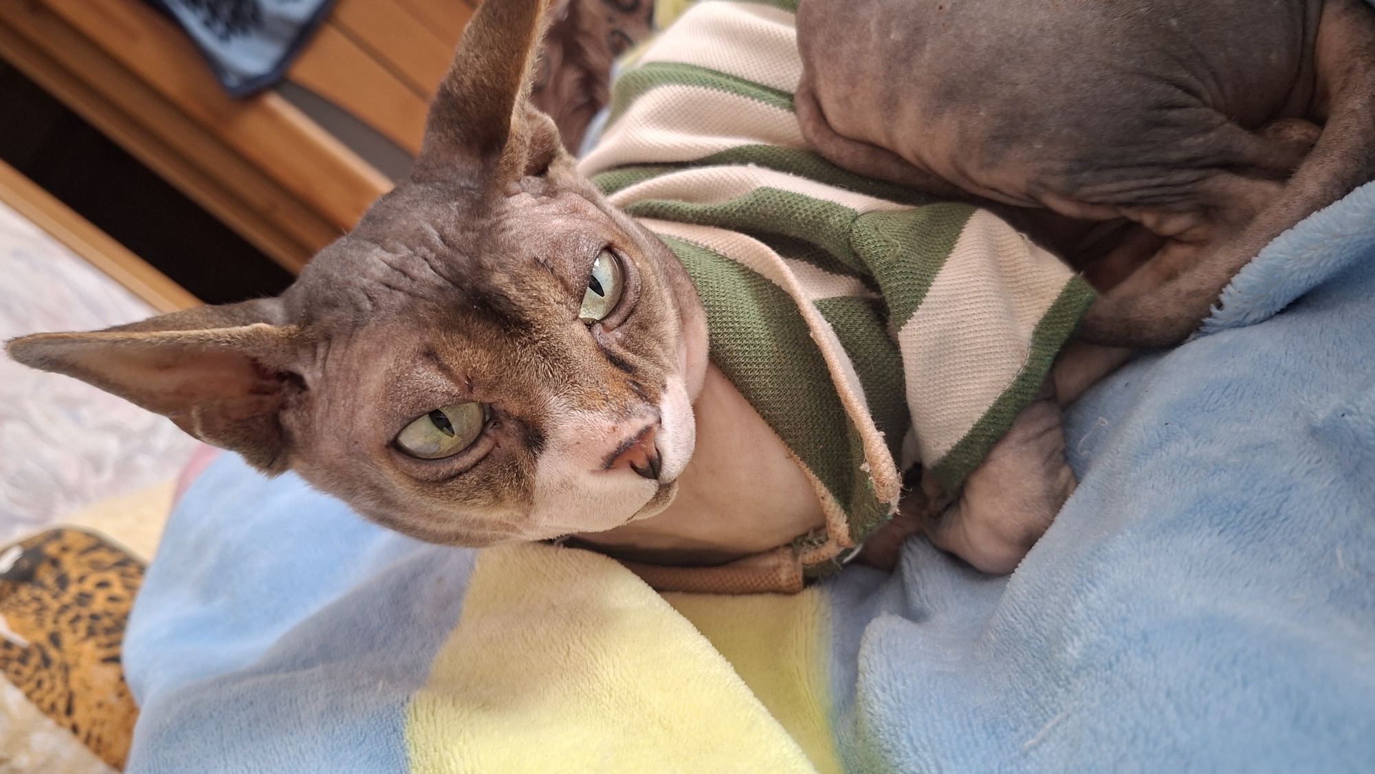 A hairless cat, wearing a green and white striped sweater, is lying on a blue blanket. The cat has green eyes and its fur is a greyish-brown color. A yellow blanket is partially visible behind the cat's head, and in the far background, a blurred image of a patterned object and wooden furniture can be seen. The scene appears to be indoors, possibly in a home in Забалоцкі сельскі Савет, Belarus.