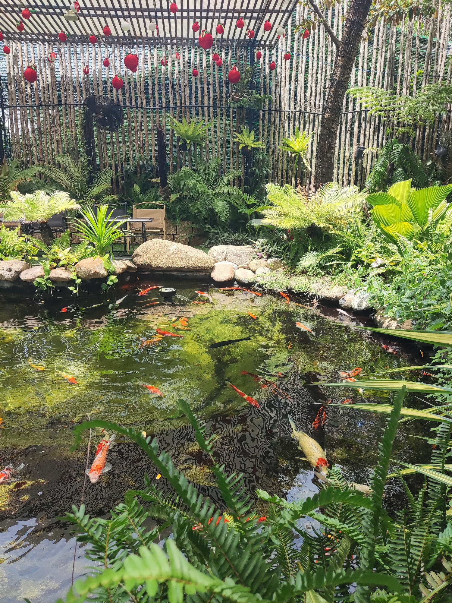 The image shows an outdoor pond filled with koi fish. The pond is surrounded by lush greenery and rocks, with a bamboo fence in the background. There are also some red and white decorations hanging from a structure above. The water is clear and reflects the surrounding foliage. A few small tables and chairs are visible near the pond. The scene appears to be a serene and natural setting, possibly a garden or a park.