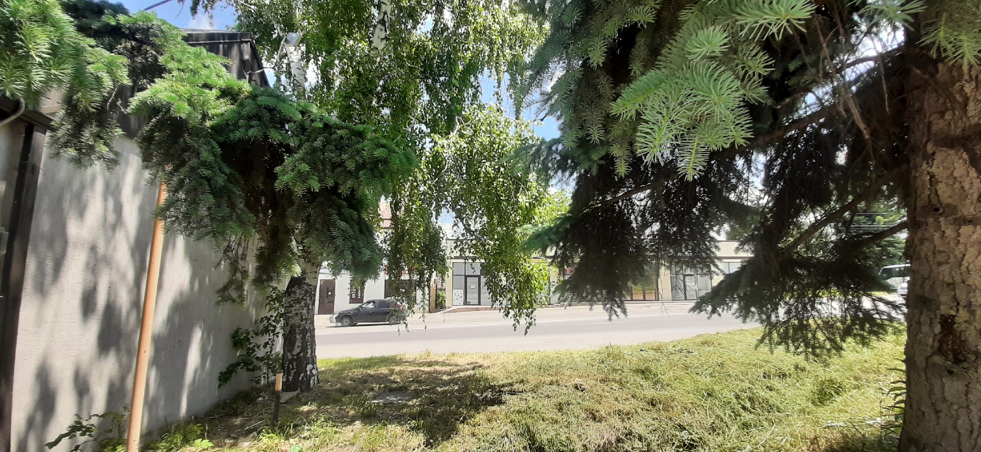 The image captures a street scene in Yessentukskaya, Russia, dominated by lush green foliage from mature trees. In the foreground, the rough bark of a large coniferous tree stands to the right, with its branches casting shadows. To the left, a light-colored building with a textured wall is partially obscured by the dense branches of another coniferous tree and a smaller birch tree with distinctive white and black bark. A thin, light-colored pole stands vertically against the building wall.
Beyond the trees, a paved road runs horizontally across the mid-ground. A dark-colored passenger car is visible on the road, driving away from the camera. Further down the road, a row of commercial buildings with large glass windows lines the street. A white bus is also visible in the distance on the road. The ground in front of the buildings is covered in neatly mown grass, contrasting with the wilder, longer grass in the immediate foreground. The sky above is a clear, bright blue.