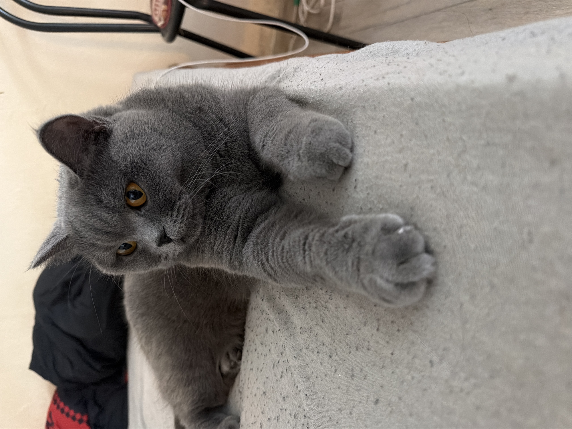 A gray British Shorthair cat is lying on a light-colored bed, its body angled to the right of the frame. The cat's head is turned to the left, and its orange eyes are looking away from the camera. Its front paws are extended forward, with one paw resting on the bedspread. The bedspread appears to be a textured fabric with dark specks. In the background, a black and red blanket is visible, along with a portion of a black metal chair and a white cord. The lighting suggests an indoor setting, likely a bedroom. The image does not contain any information that would allow for the identification of its location in Szczecin, Poland.